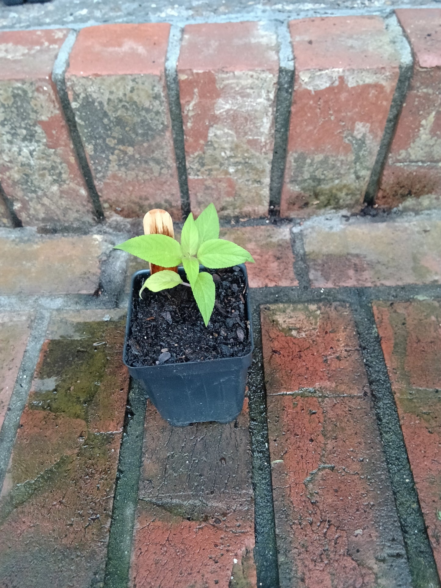 Pineapple Sage Starter Plant

Salvia elegans • Alabama‑grown • Organically tended