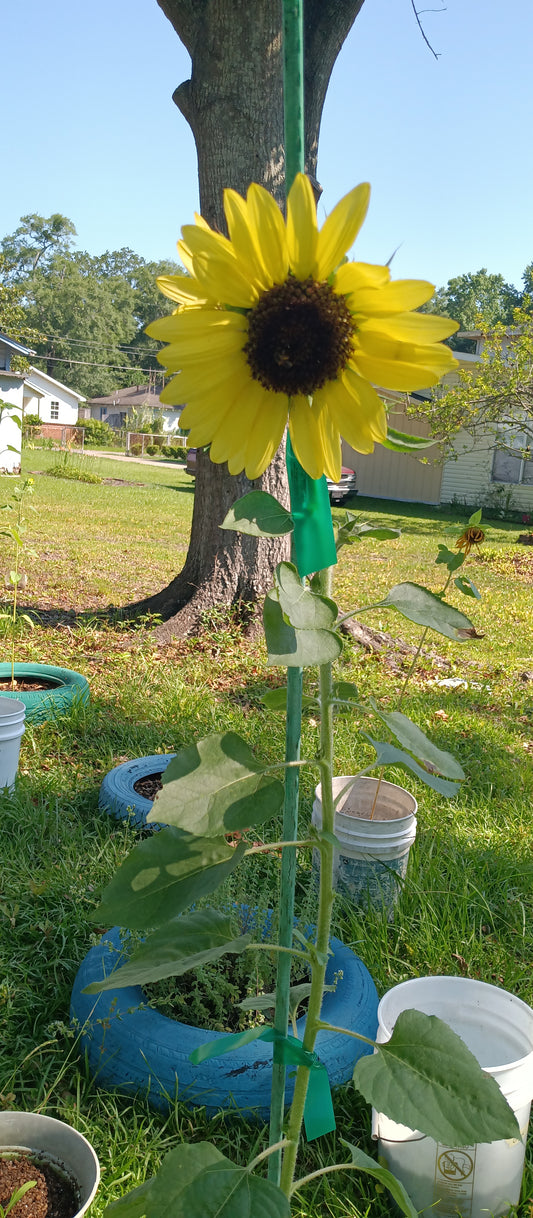 Black Sunflower Seeds (Helianthus annuus)