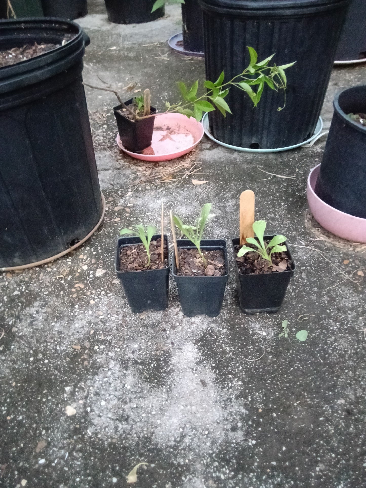 Calendula ‘Resina’ Starter Plant – High‑Resin Medicinal Blooms