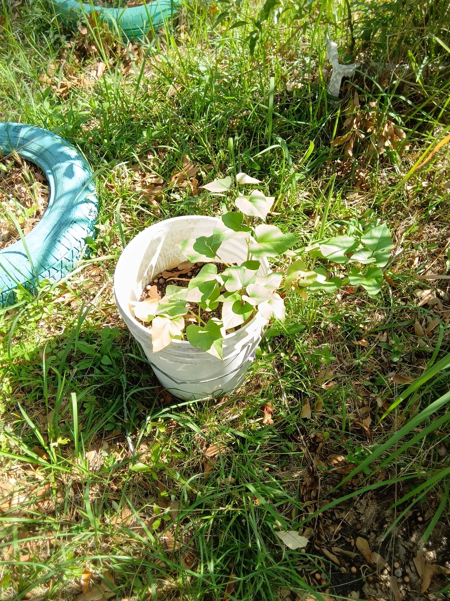 Beauregard Sweet Potato Starters – Rooted and Ready from The Farmacy
