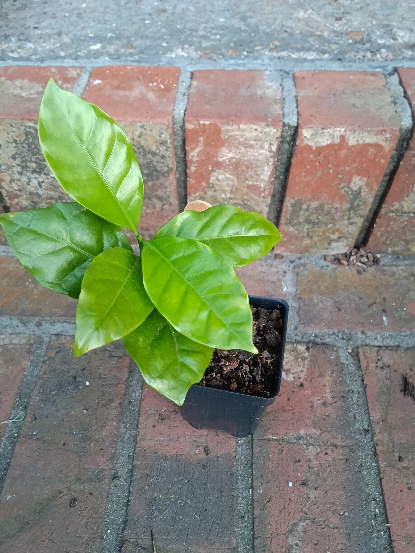 Arabian Coffee Plant — 1‑Stem Starter (Coffea arabica)

Grown with care at Sweet Martha’s Family Farmacy, Alabama