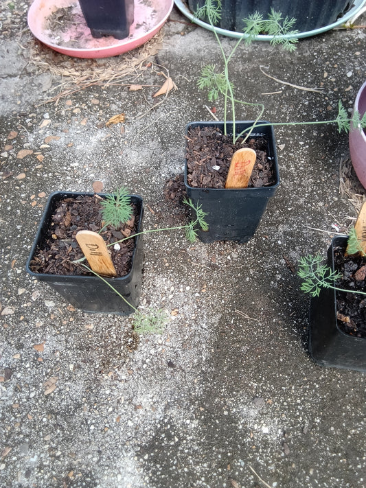 Fernleaf Dill Starter Plants – Compact, Aromatic & Perfect for Containers