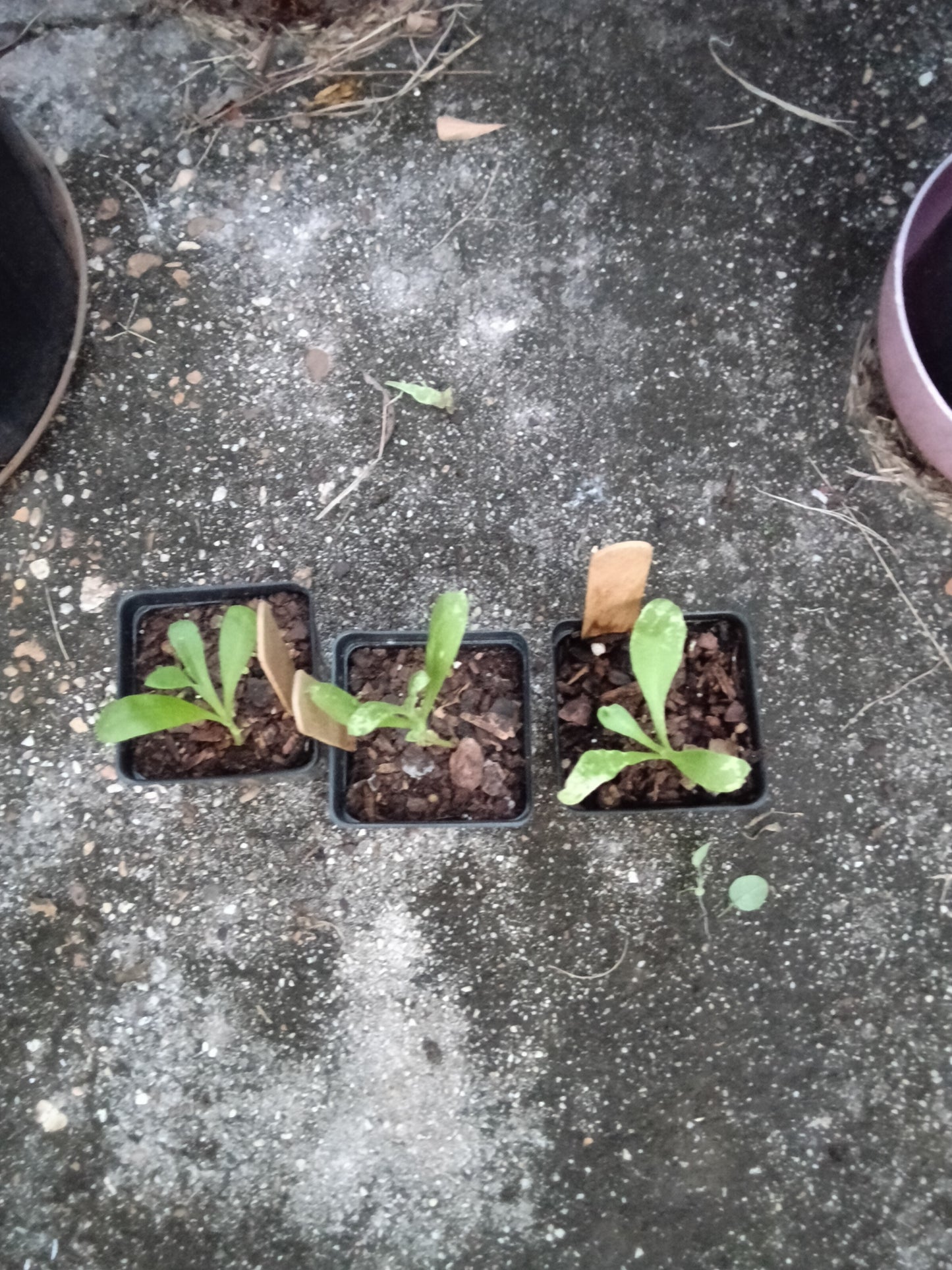 Calendula ‘Resina’ Starter Plant – High‑Resin Medicinal Blooms