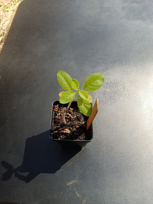 Organic Holy Basil Starter Plant – Hand-Grown, Healthy, and Resilient