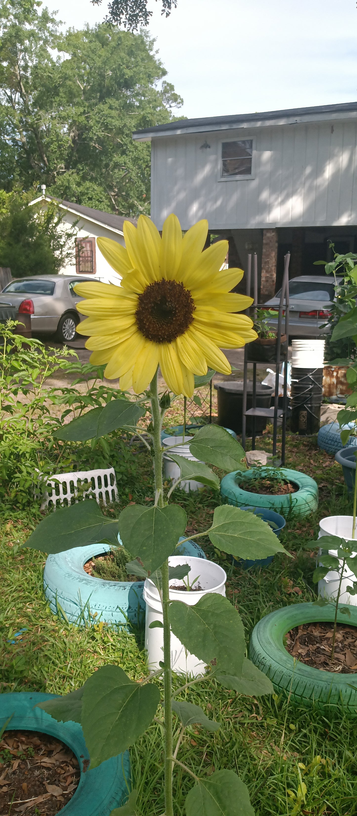 Black Sunflower Seeds (Helianthus annuus)