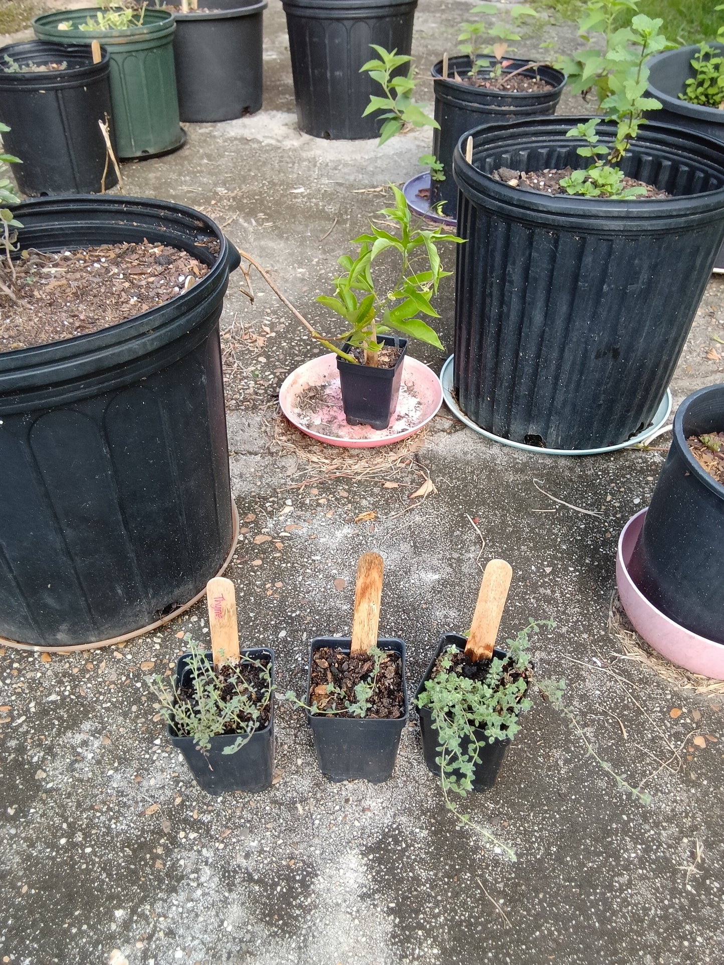Wholly Thyme Starter — Hardy, Fragrant, Garden‑Ready Herb