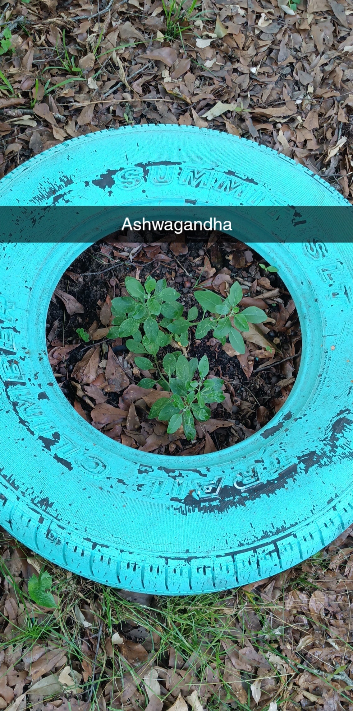 Ashwagandha Seeds – Farmacy Fresh & Heirloom Quality