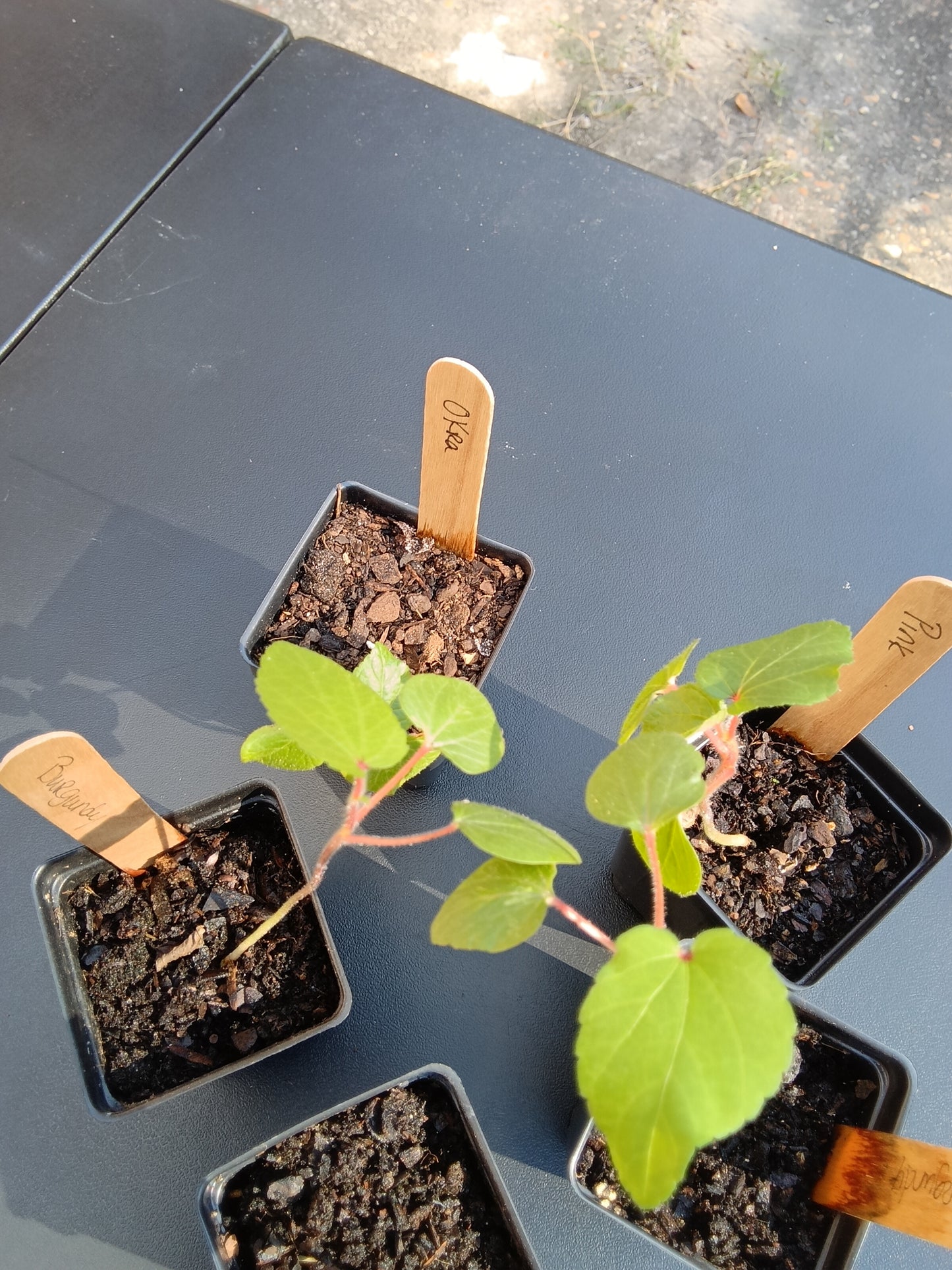 Vibrant Okra Starter Plants – Organic, Heirloom Varieties