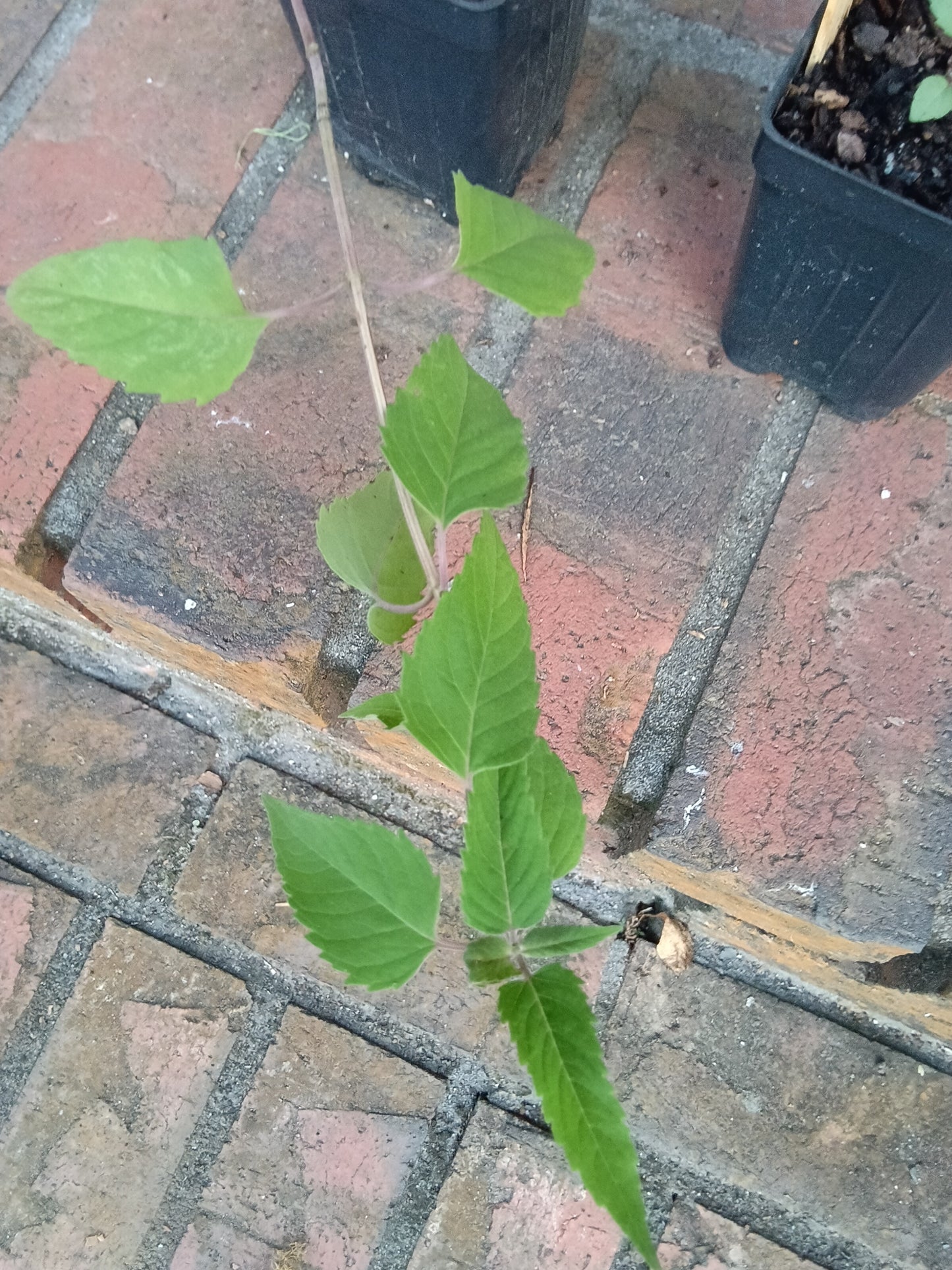 Wild Bergamot / Bee Balm Starter Plant
Monarda fistulosa