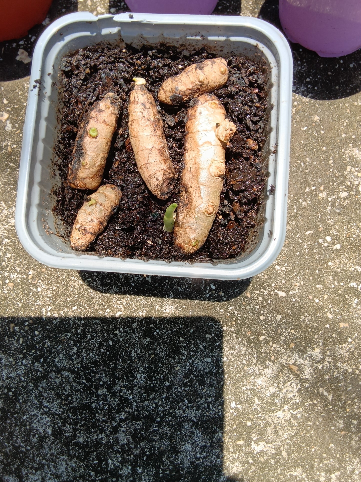 Rooted Turmeric Starter Plant (Curcuma longa) — Fresh, Organic, Alabama‑Grown