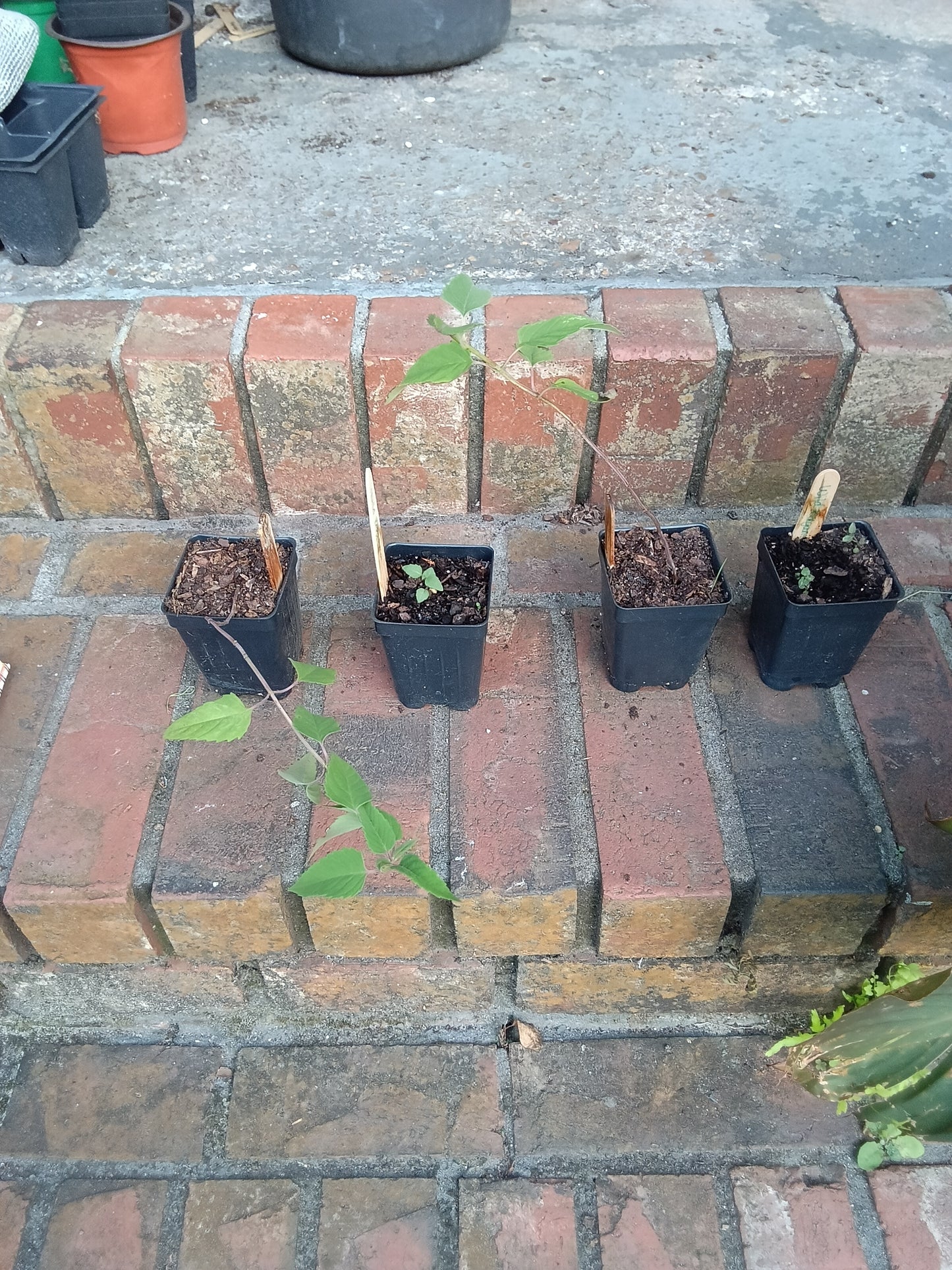 Wild Bergamot / Bee Balm Starter Plant
Monarda fistulosa