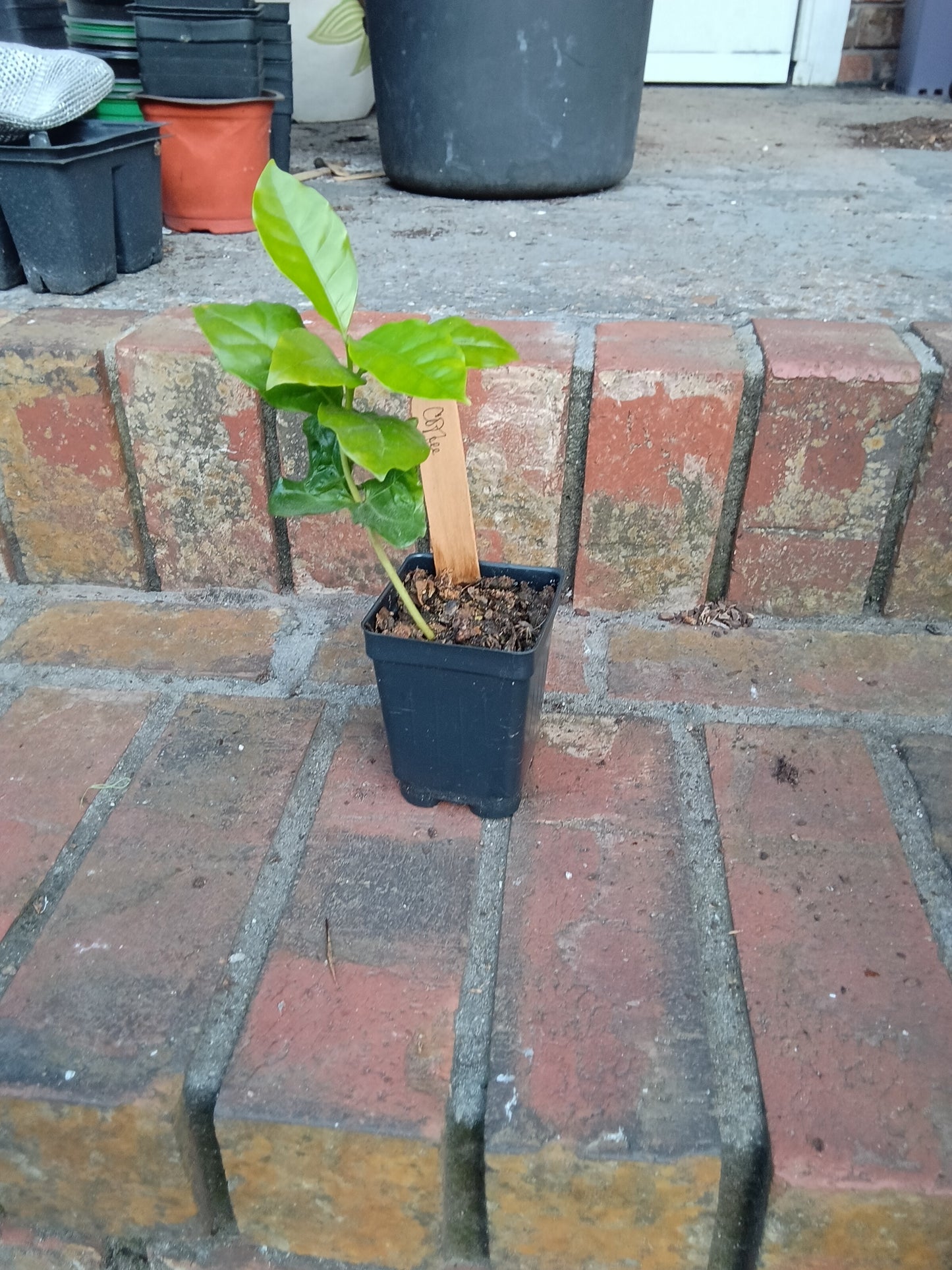 Arabian Coffee Plant — 1‑Stem Starter (Coffea arabica)

Grown with care at Sweet Martha’s Family Farmacy, Alabama
