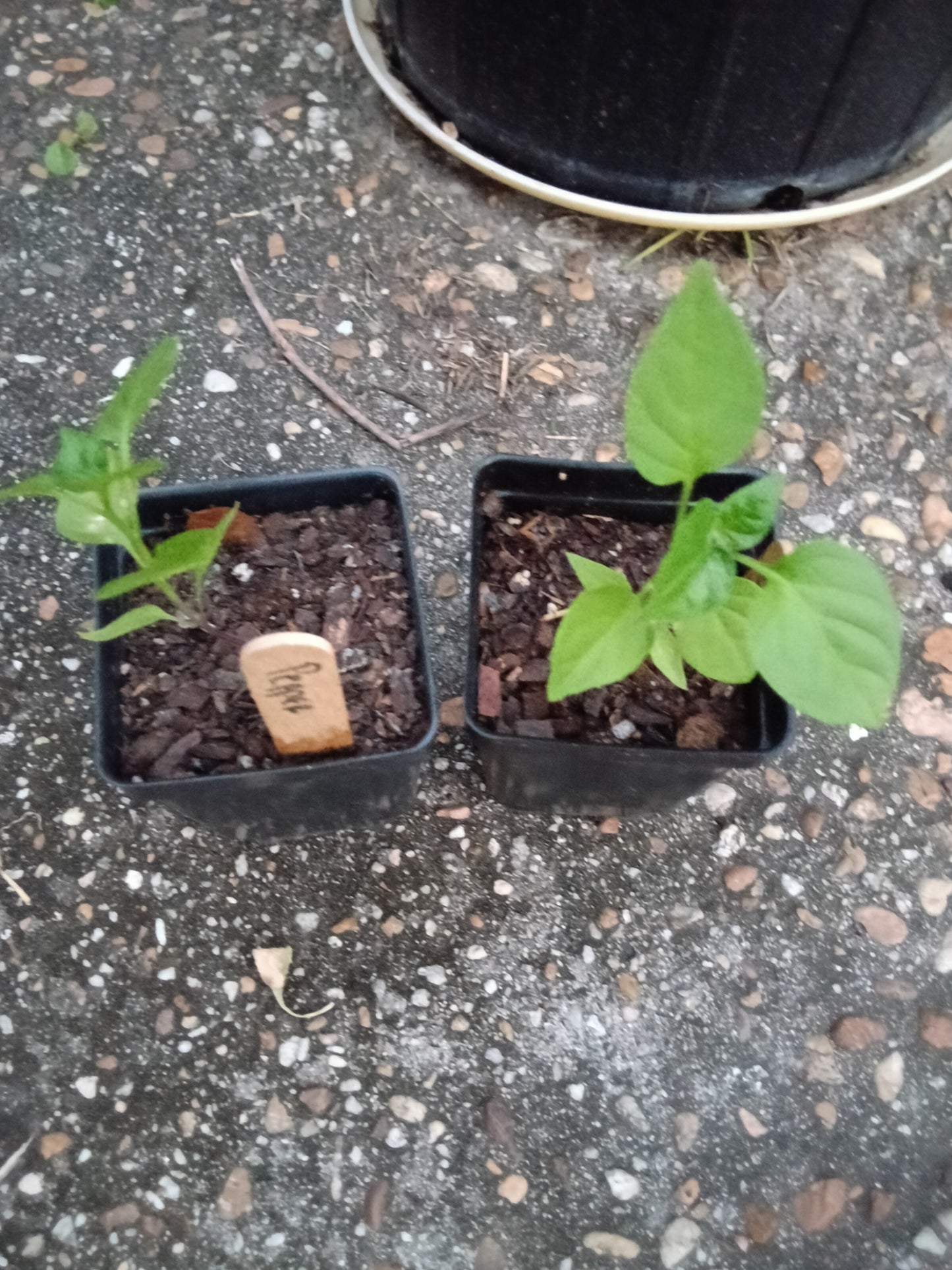 Lemon Drop Pepper Starter Plant – Citrus‑Bright, Hot & Productive