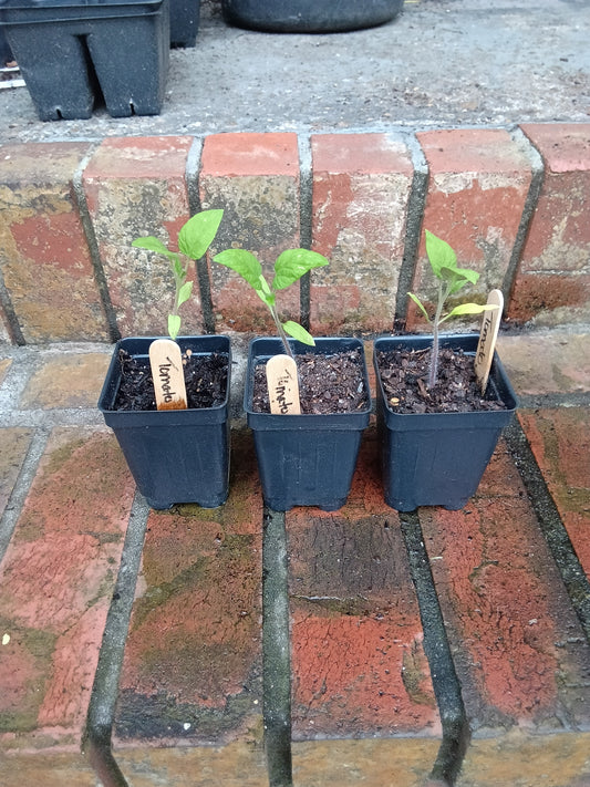 Pink Brandywine Tomato Seedling — Heirloom, Large Fruit, Alabama‑Grown | Includes Hardening Off, Transplant & Long‑Term Care