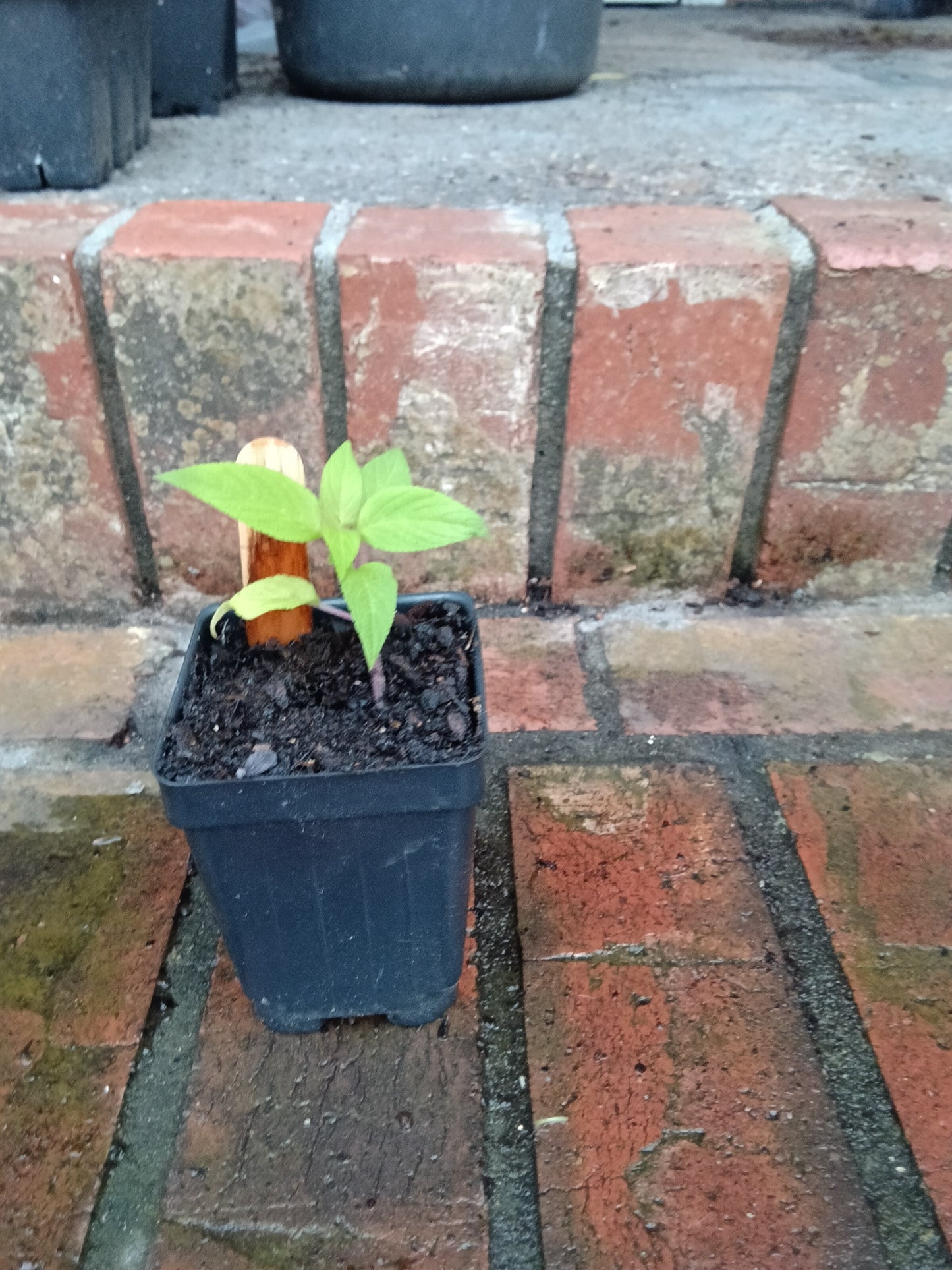 Pineapple Sage Starter Plant

Salvia elegans • Alabama‑grown • Organically tended