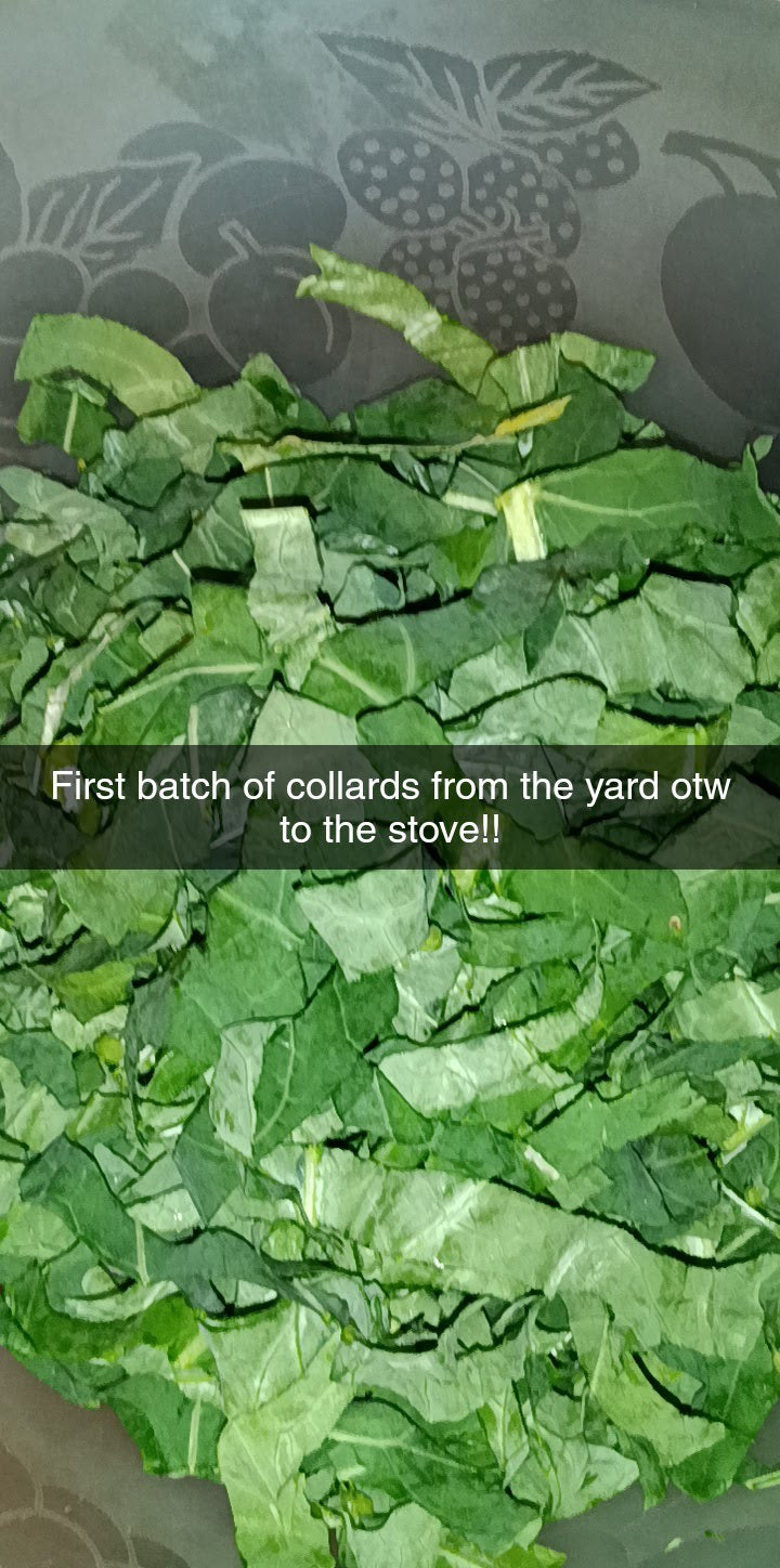 Collard Green Seeds – Hearty, Southern‑Grown, High Germination