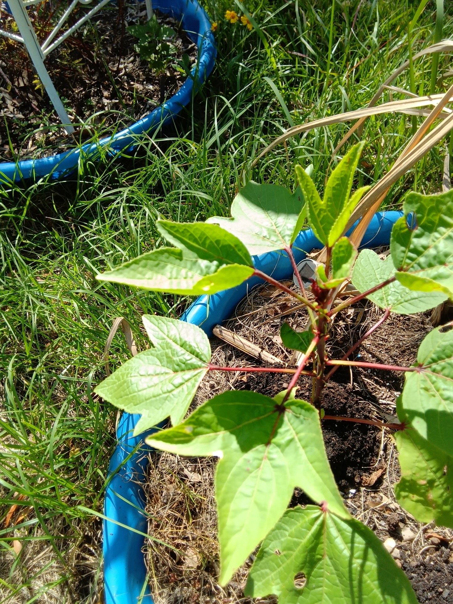 Heirloom Hibiscus Roselle Starter Plants – White & Red Varieties