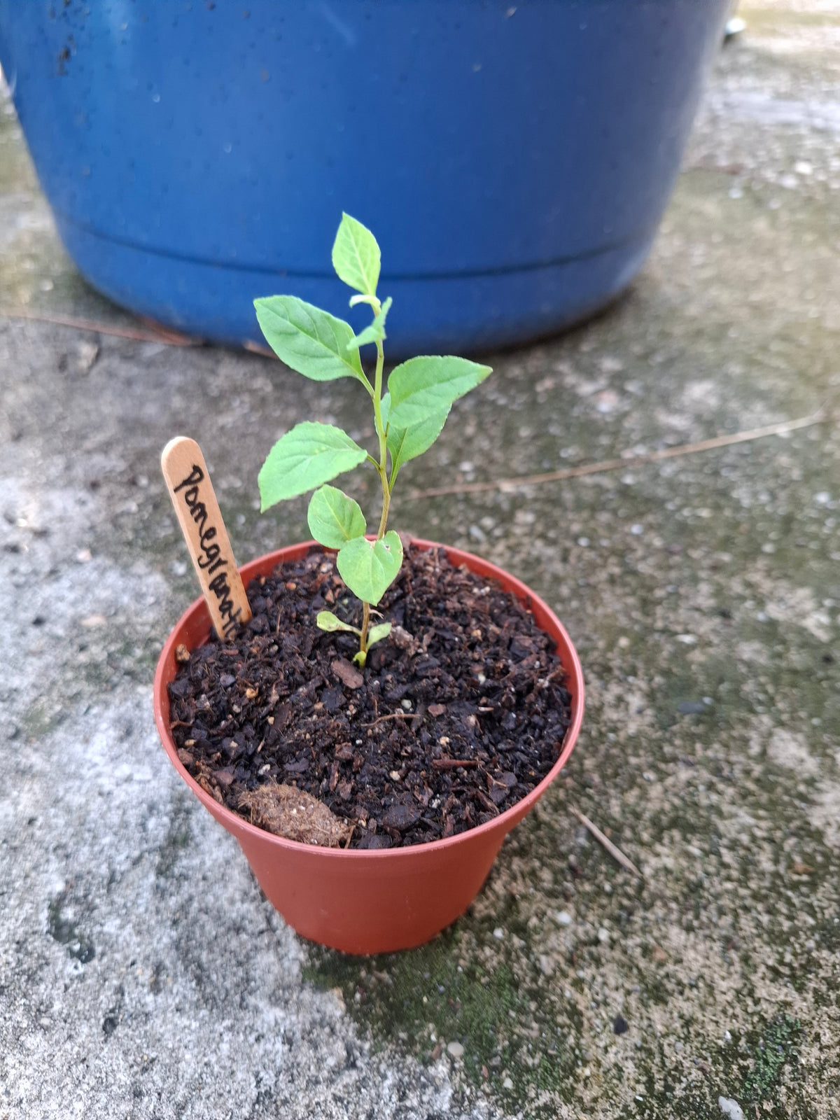 Grow Something Different Starter Plant Bundle | 5 Uncommon Plants