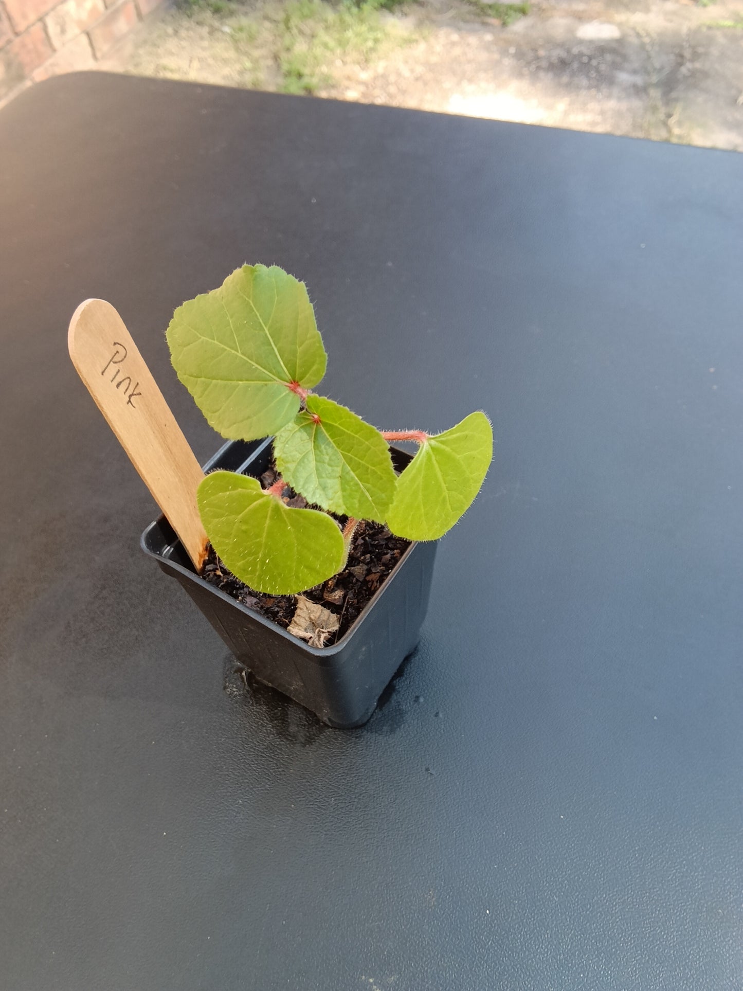 Vibrant Okra Starter Plants – Organic, Heirloom Varieties