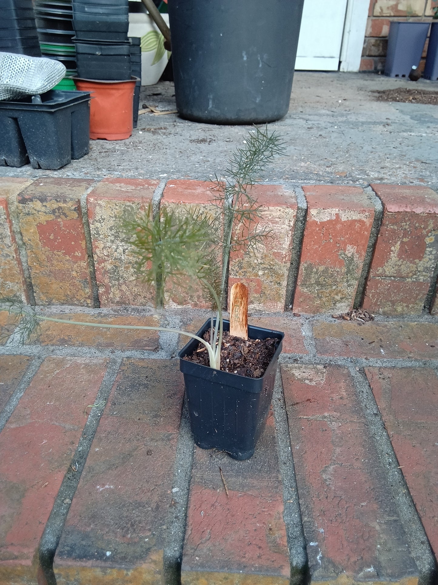 Fennel Starter Plant — Foeniculum vulgare