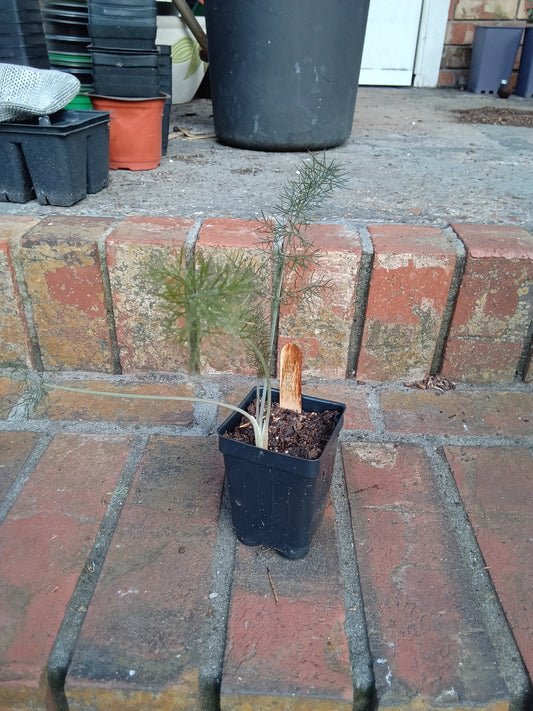 Fennel Starter Plant — Foeniculum vulgare
