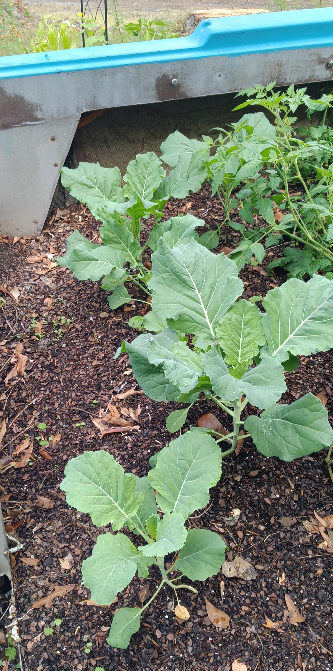 Collard Green Seeds – Hearty, Southern‑Grown, High Germination