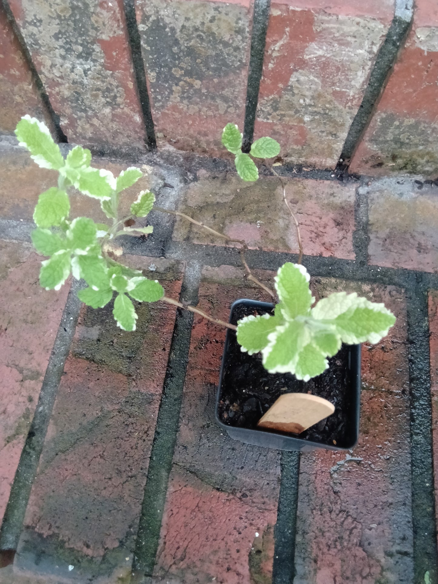 Pineapple Mint Starter Plant
Mentha suaveolens ‘Variegata’