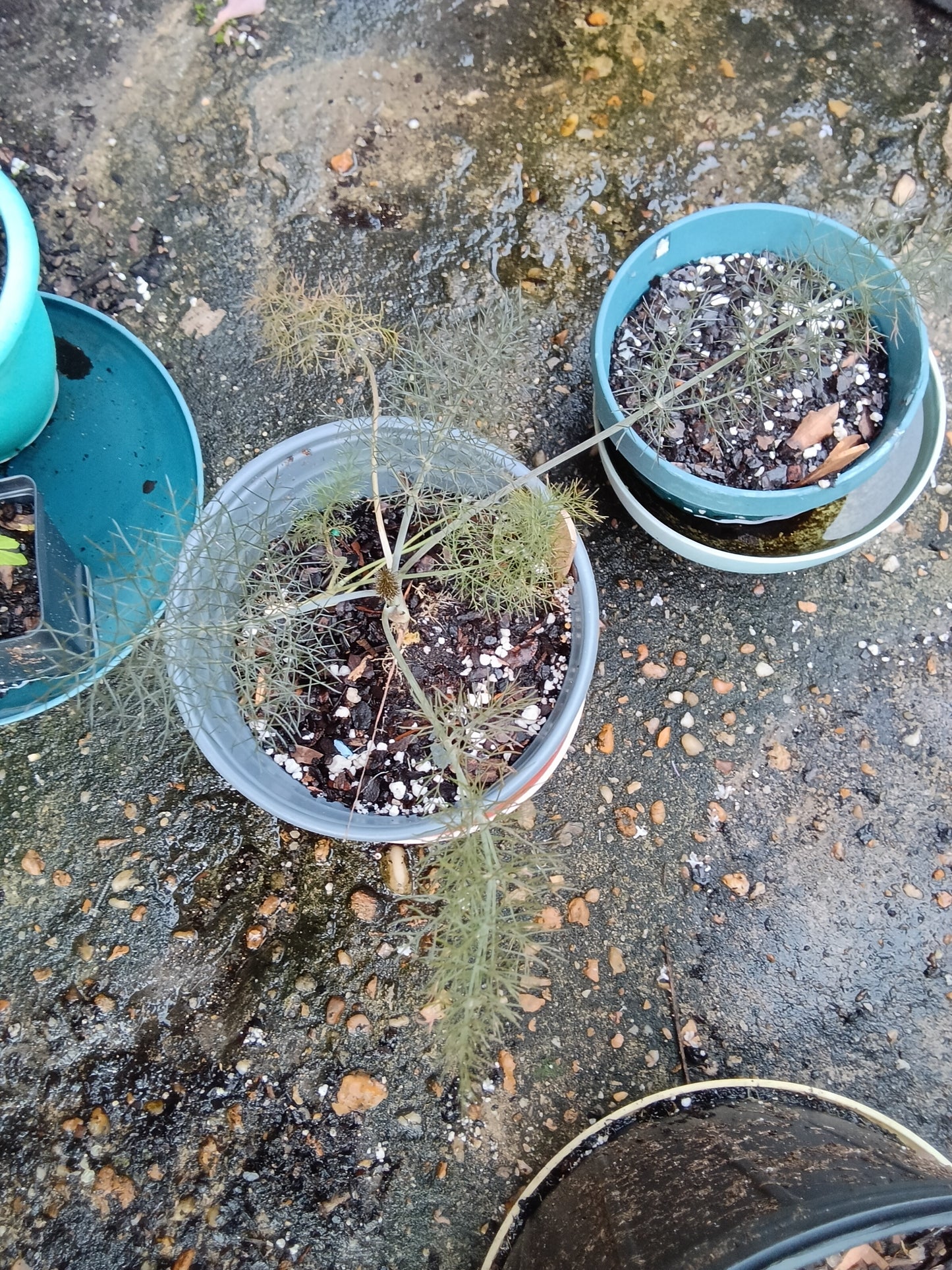 Fennel Starter Plant — Foeniculum vulgare