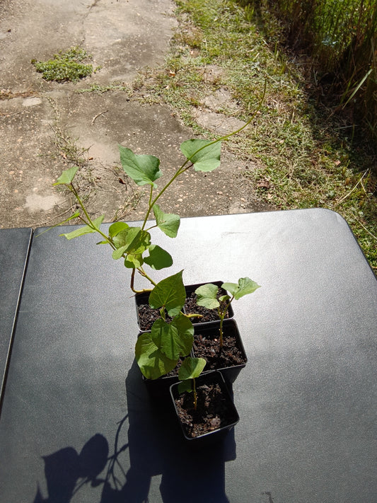 Beauregard Sweet Potato Starters – Rooted and Ready from The Farmacy