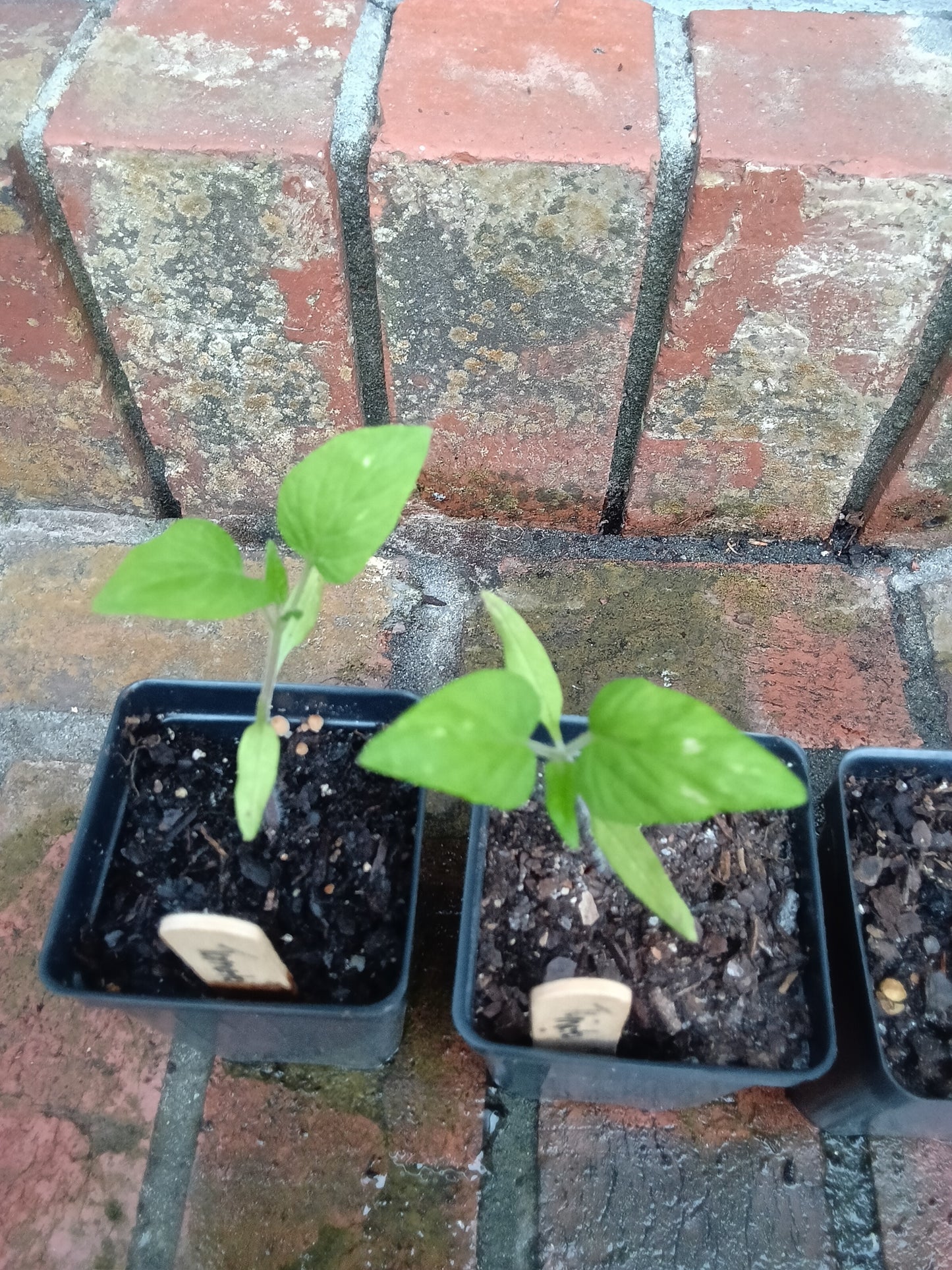 Pink Brandywine Tomato Seedling — Heirloom, Large Fruit, Alabama‑Grown | Includes Hardening Off, Transplant & Long‑Term Care