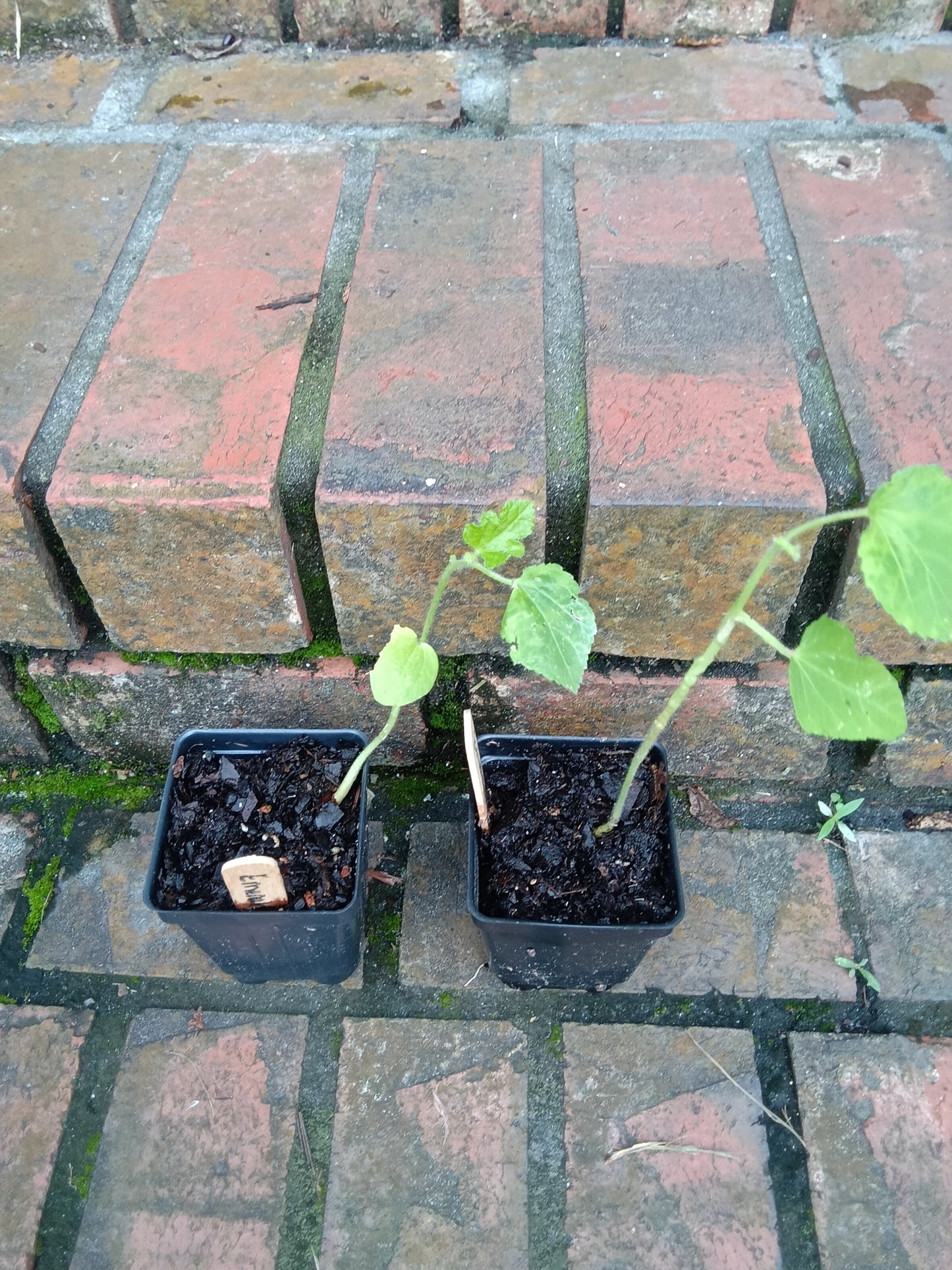 Emerald Okra Starter Plant | Tender, High‑Yield, Heat‑Loving Southern Classic