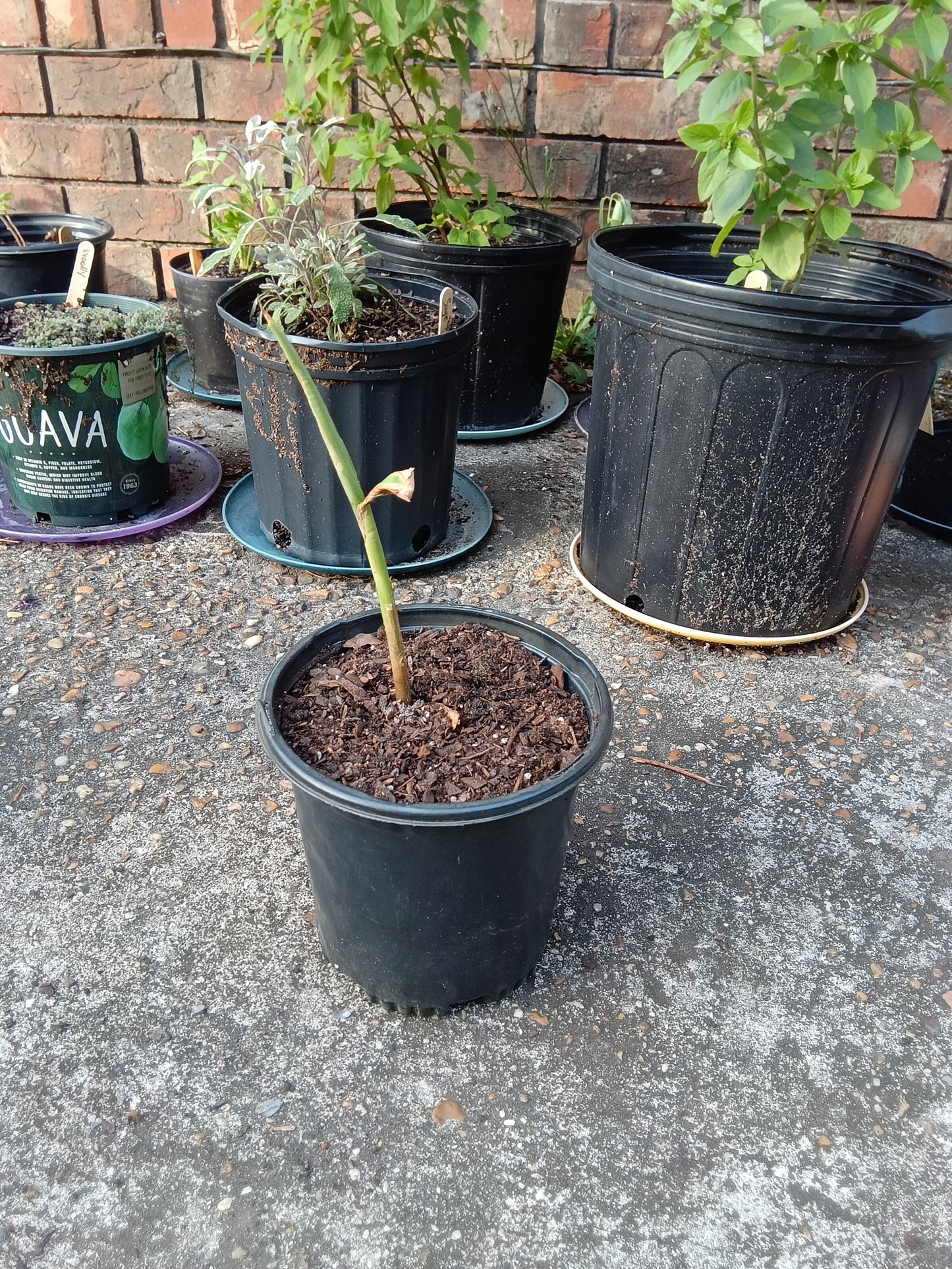 White Ginger Plants (1‑Gallon Potted OR Bare‑Root)