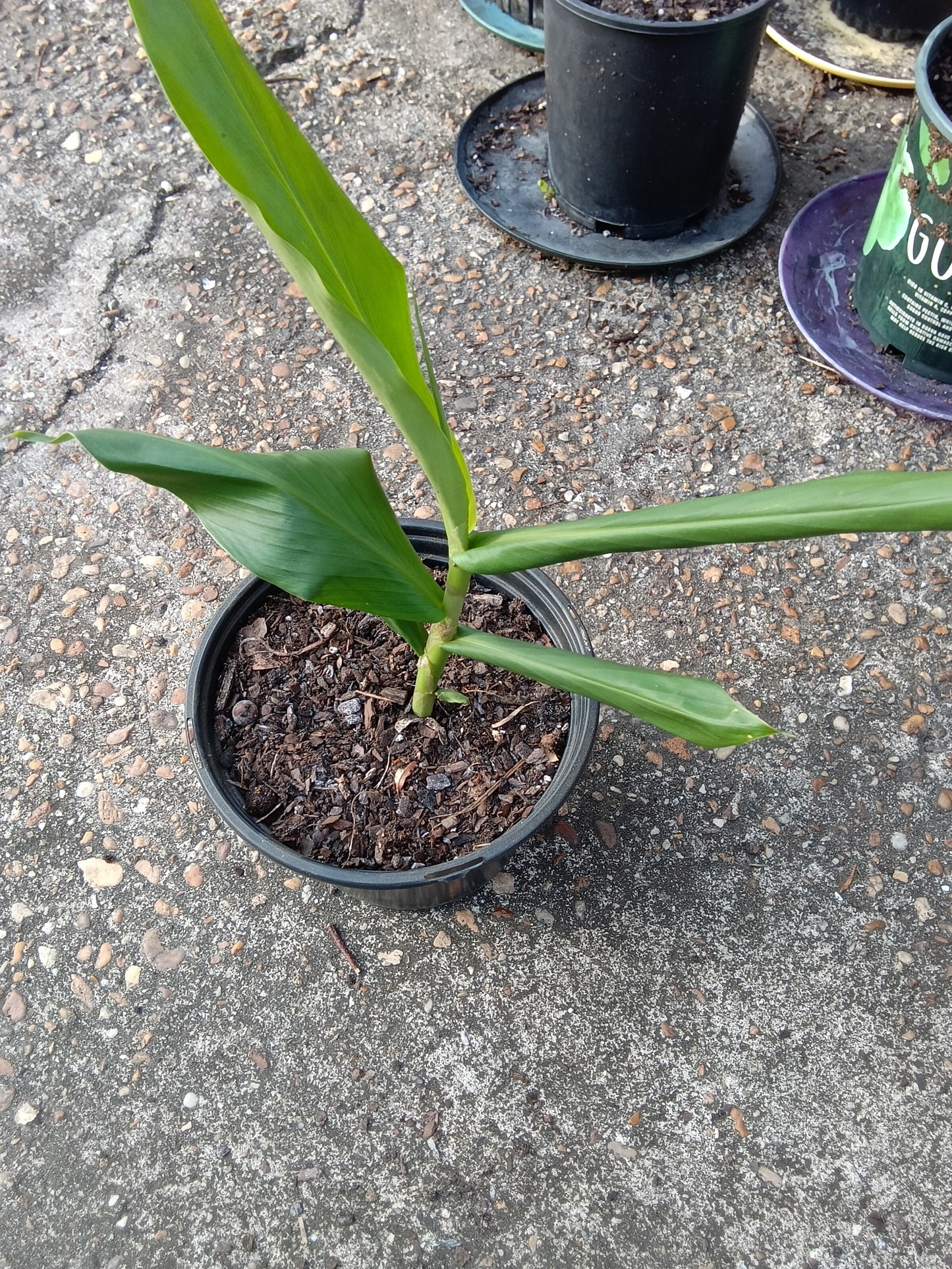White Ginger Plants (1‑Gallon Potted OR Bare‑Root)