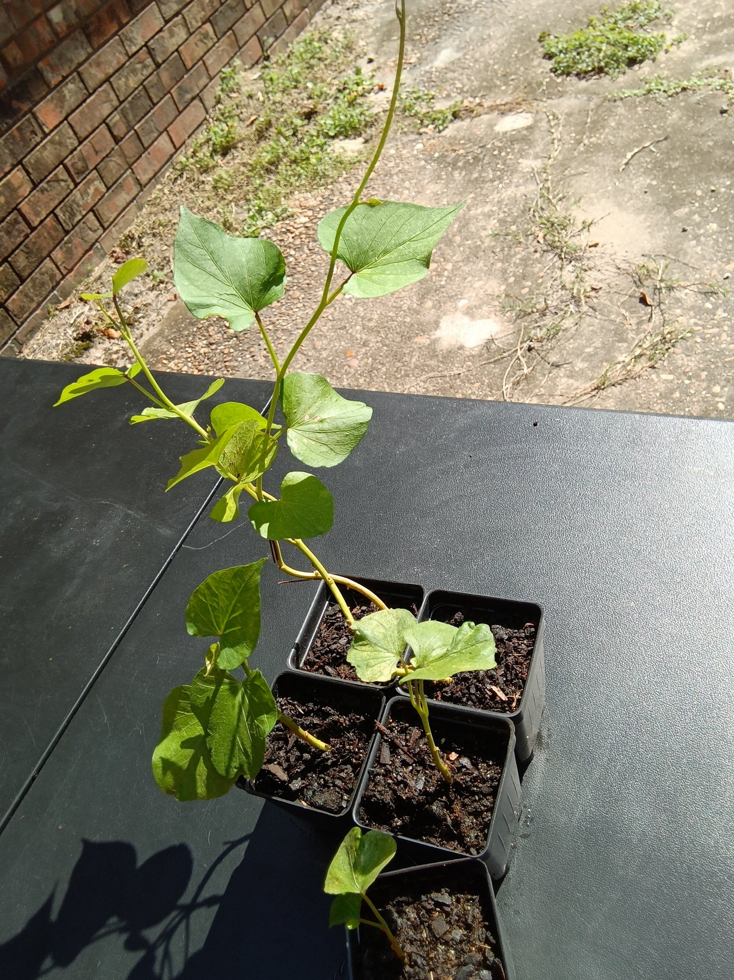 Beauregard Sweet Potato Starters – Rooted and Ready from The Farmacy