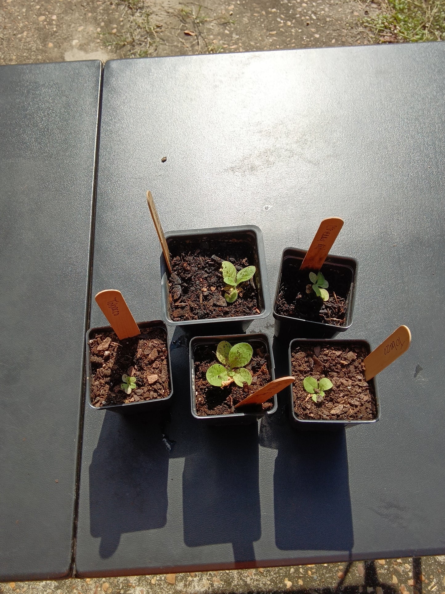 Cherry Red Tobacco Starter Plants – Heirloom Bright Leaf Variety  