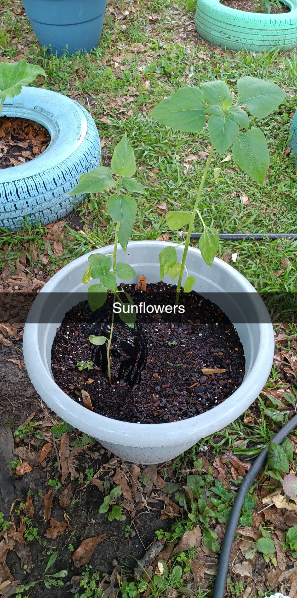 Evening Sun Sunflower Seeds-Heirloom