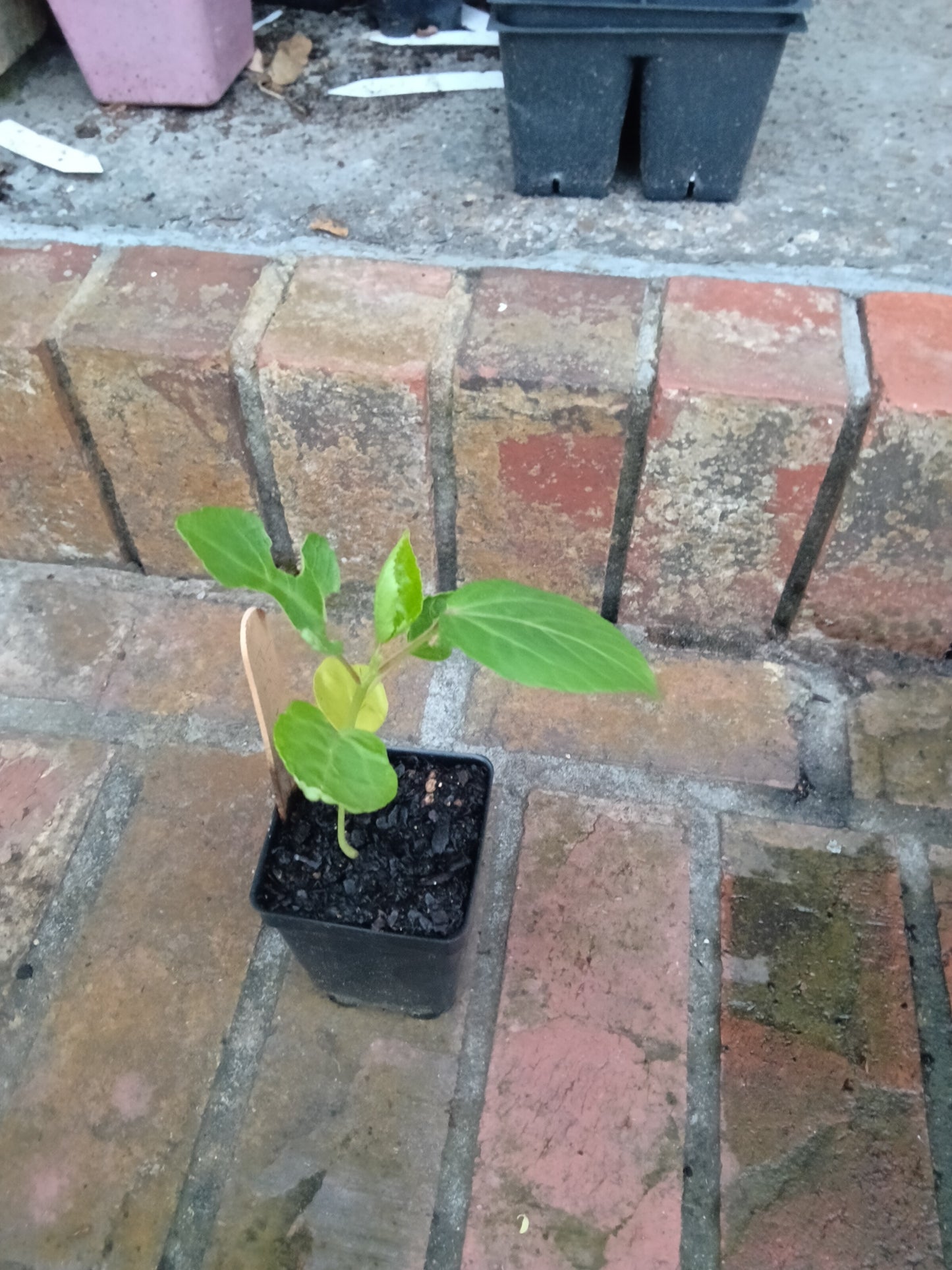 White Hibiscus Roselle Starter Plant

Hibiscus sabdariffa var. alba  