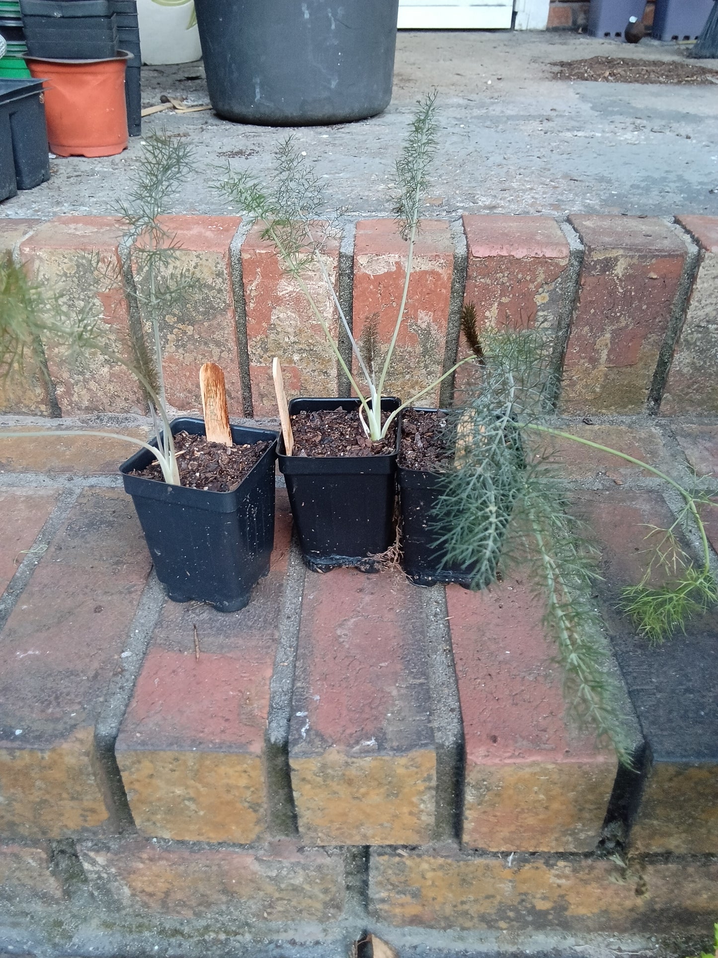 Fennel Starter Plant — Foeniculum vulgare
