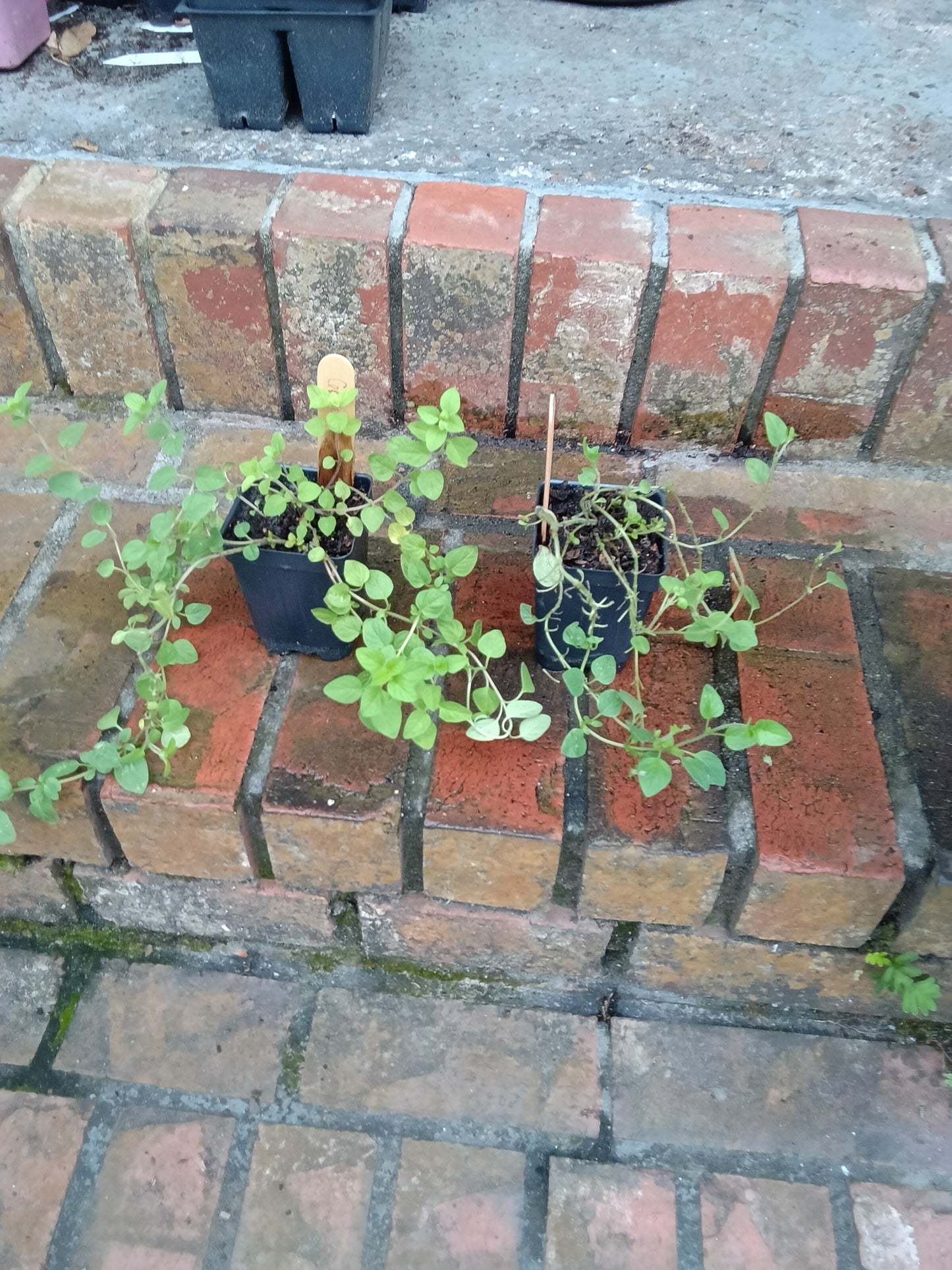 Greek Oregano Starter Plant (1 Healthy Rooted Start)
Origanum vulgare subsp. hirtum  
Bold • Aromatic • Essential for Mediterranean cooking