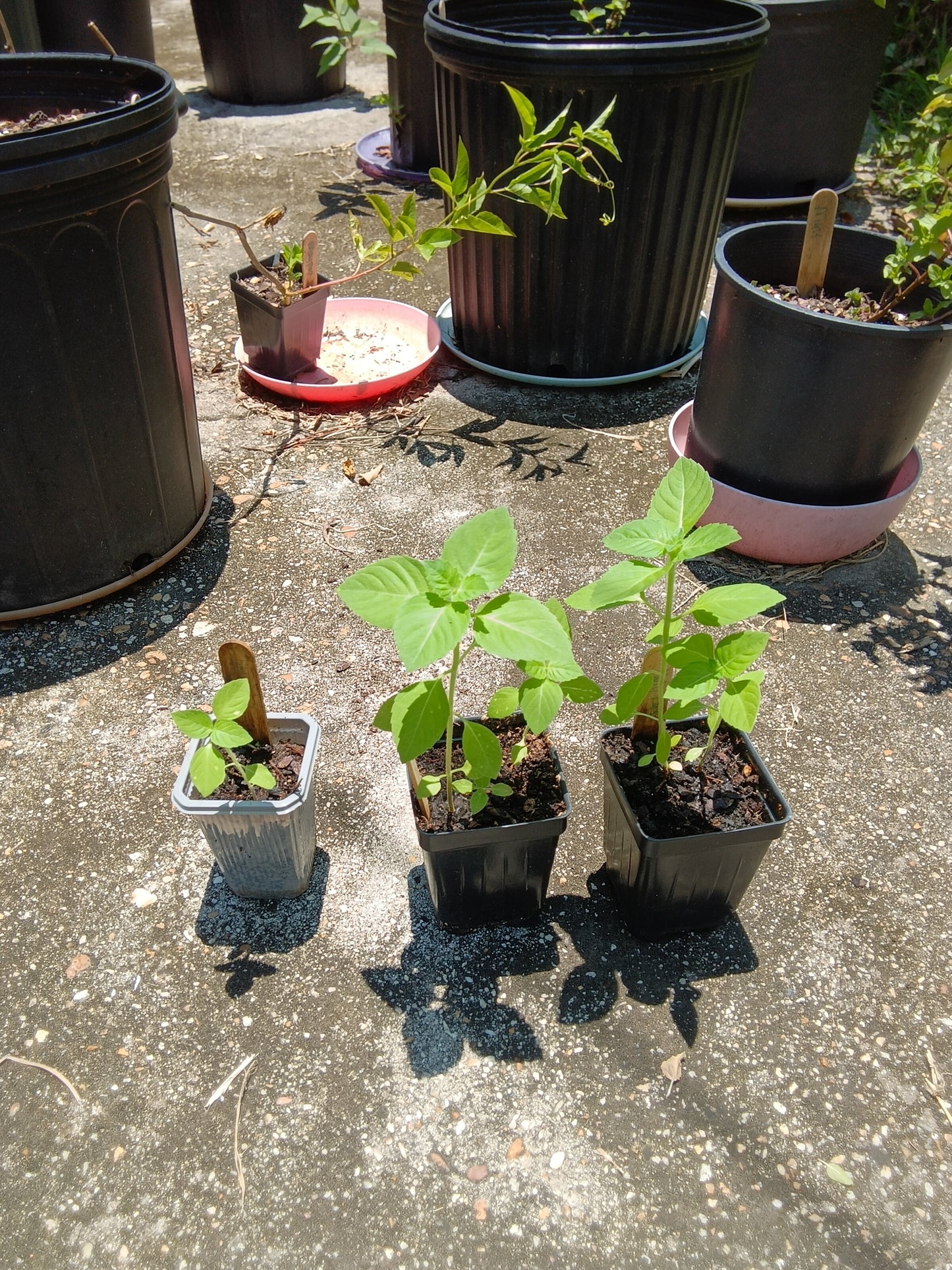Holy Basil (Tulsi) Starter Plant – Aromatic, Sacred & Home‑Grown at Sweet Martha’s Family Farmacy
