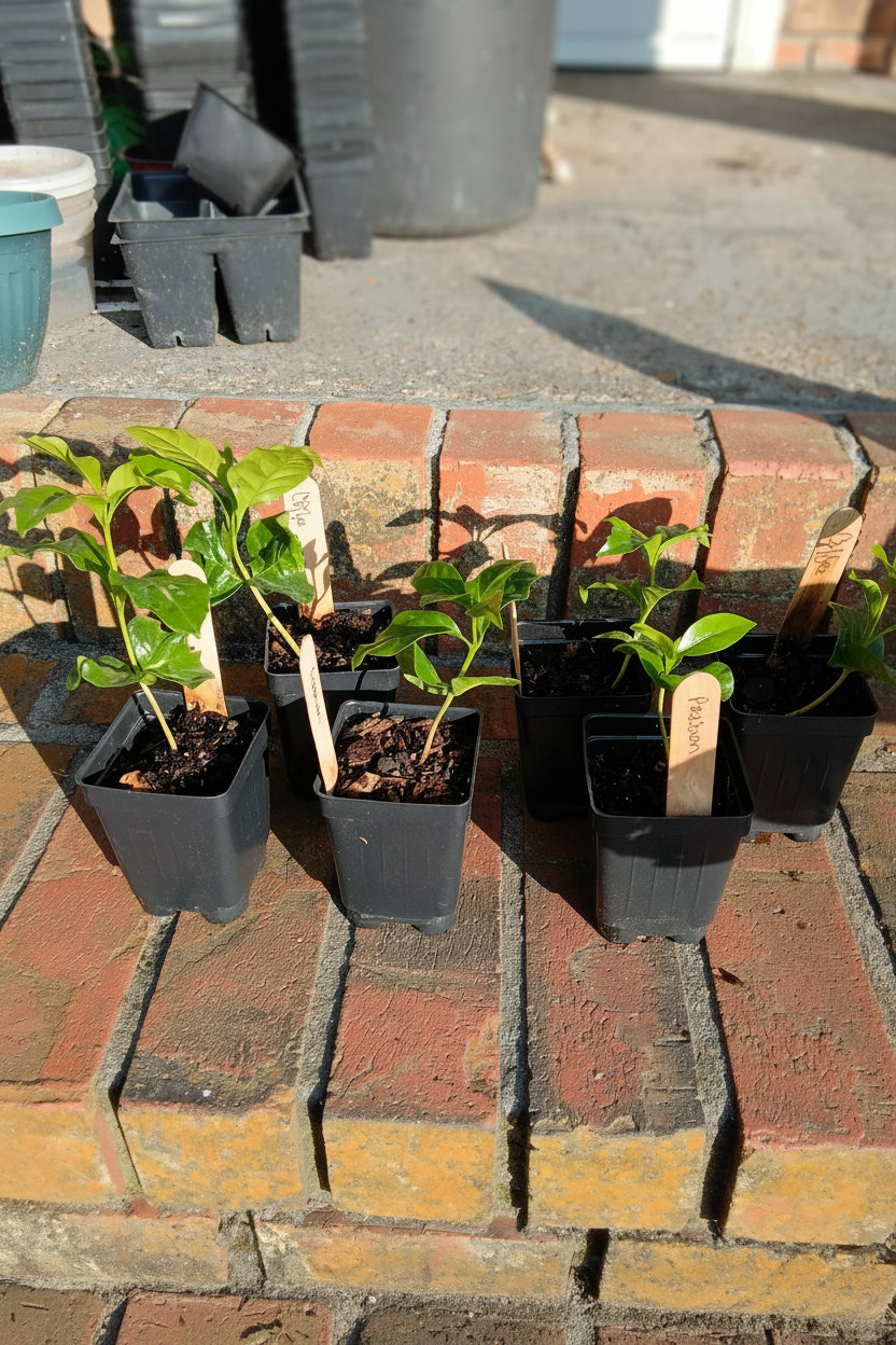 Arabian Coffee Plant — 1‑Stem Starter (Coffea arabica)

Grown with care at Sweet Martha’s Family Farmacy, Alabama