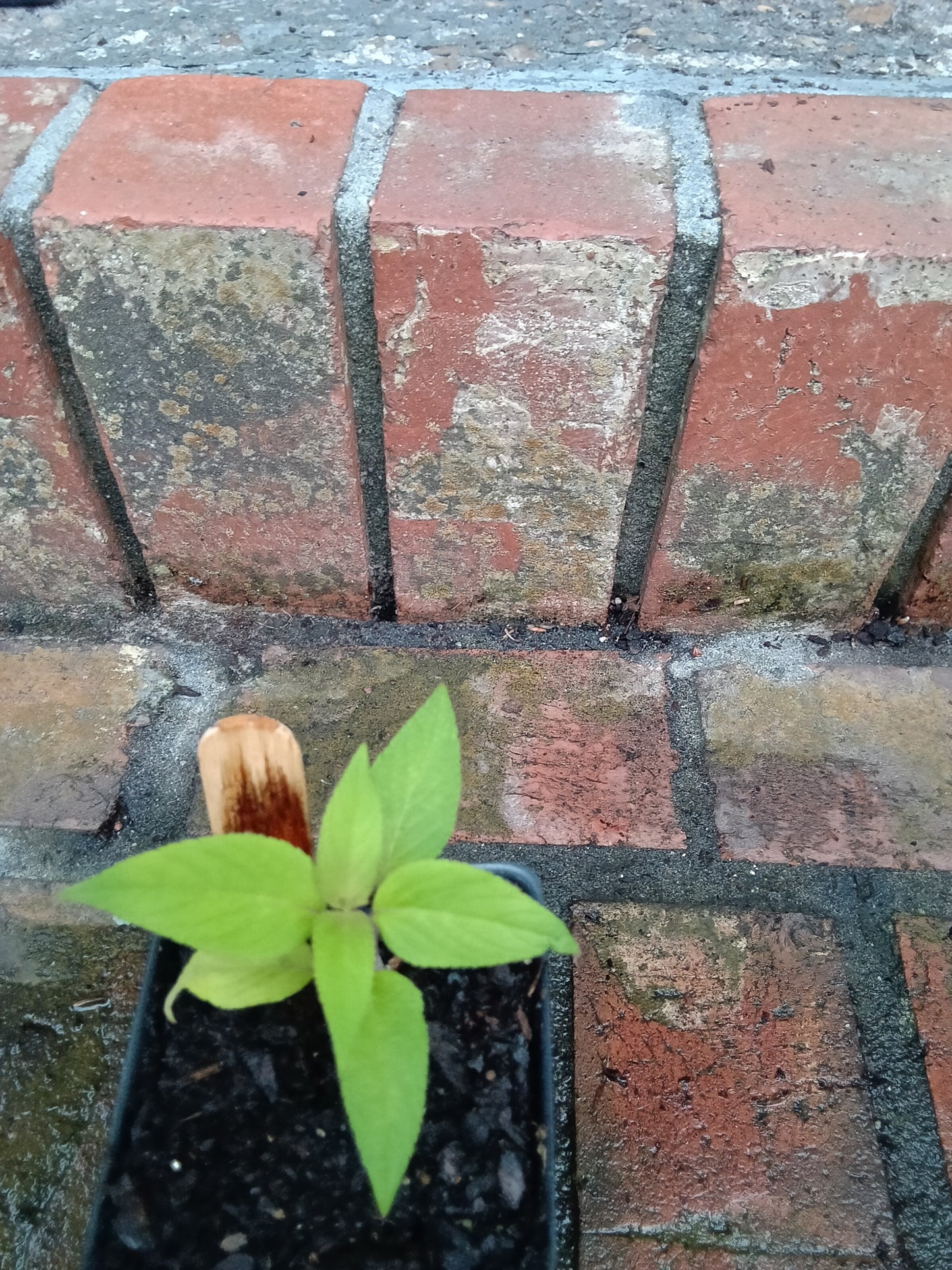 Pineapple Sage Starter Plant

Salvia elegans • Alabama‑grown • Organically tended