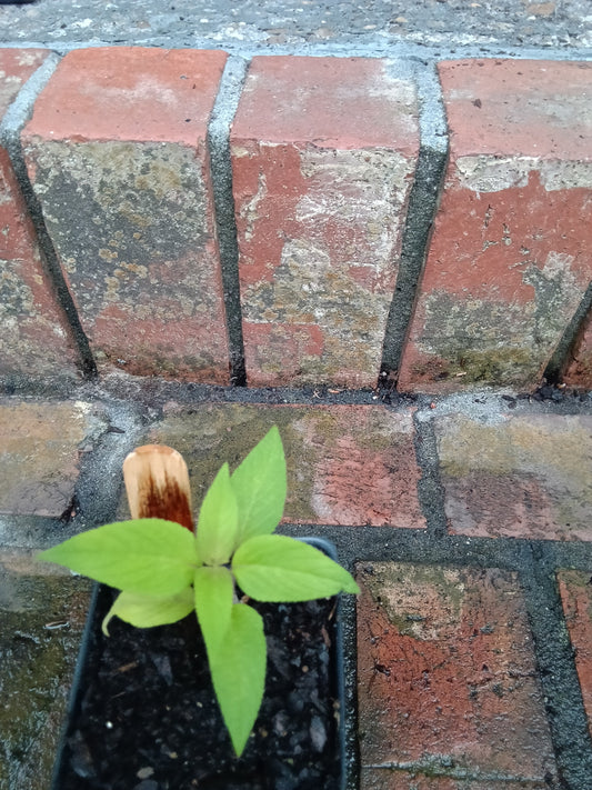 Pineapple Sage Starter Plant

Salvia elegans • Alabama‑grown • Organically tended
