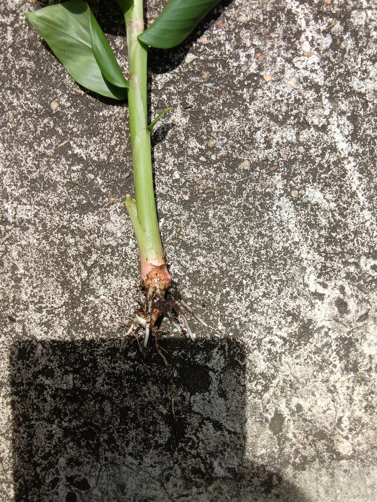 White Ginger Plants (1‑Gallon Potted OR Bare‑Root)