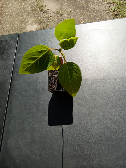 Heirloom Hibiscus Roselle Starter Plants – White & Red Varieties