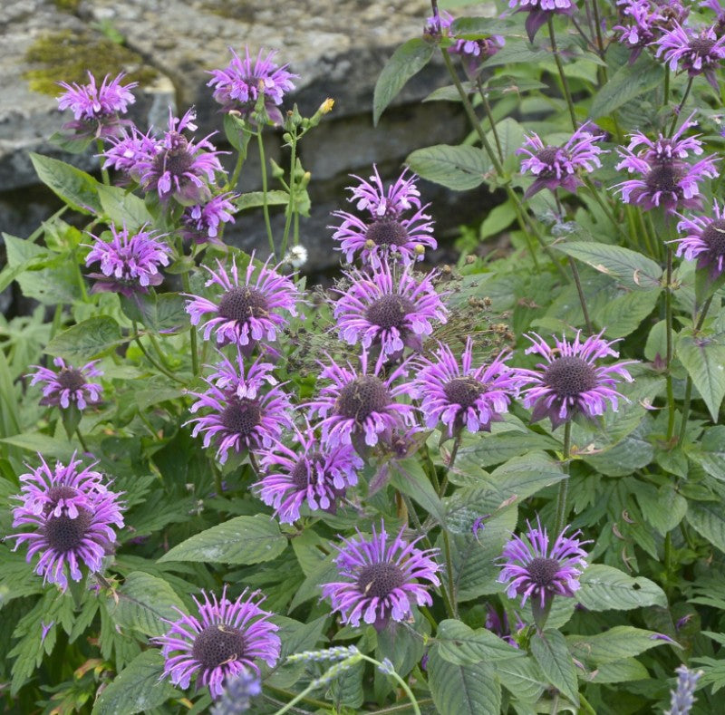 Wild Bergamot / Bee Balm Starter Plant
Monarda fistulosa