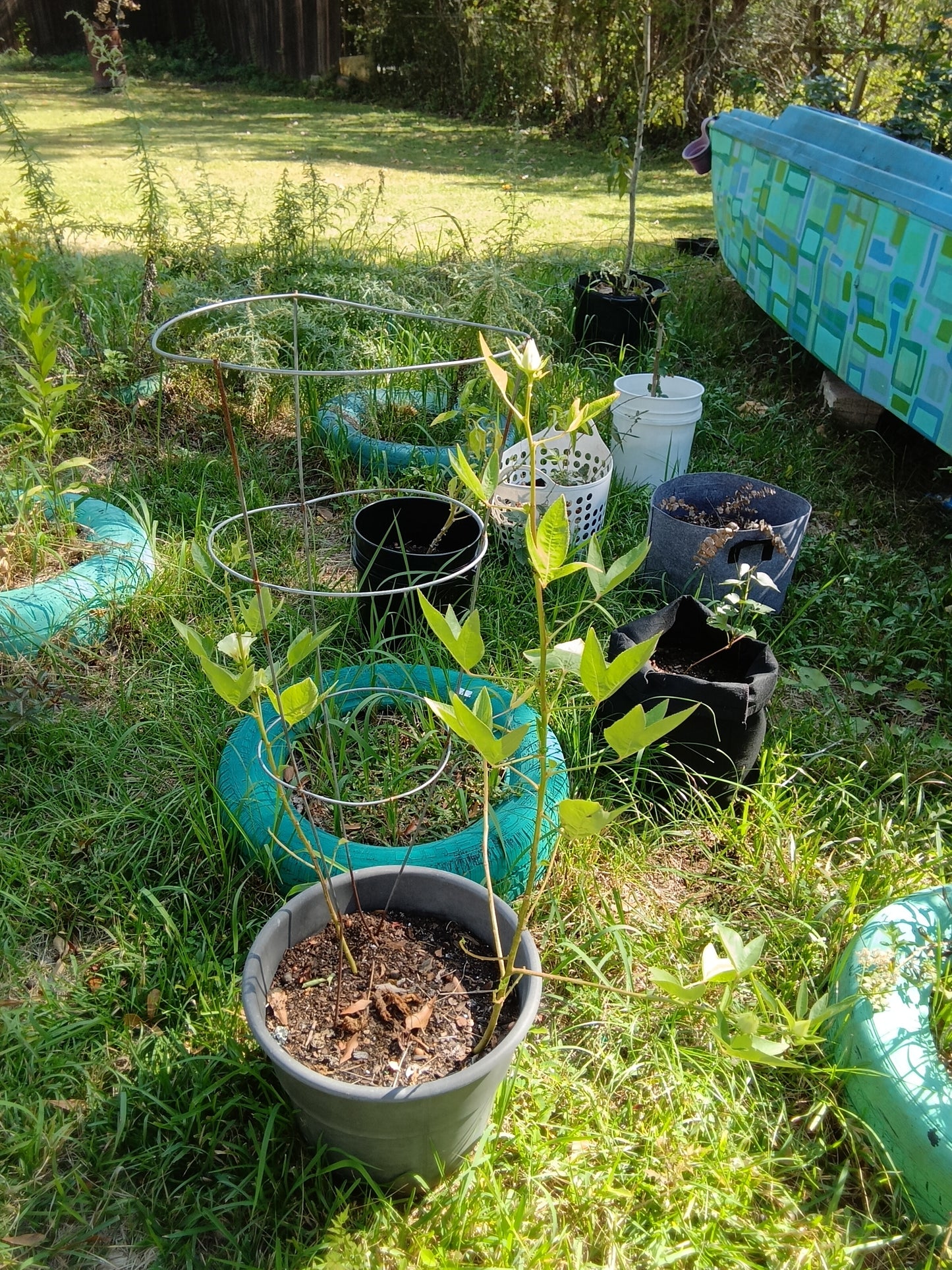 Heirloom Hibiscus Roselle Starter Plants – White & Red Varieties