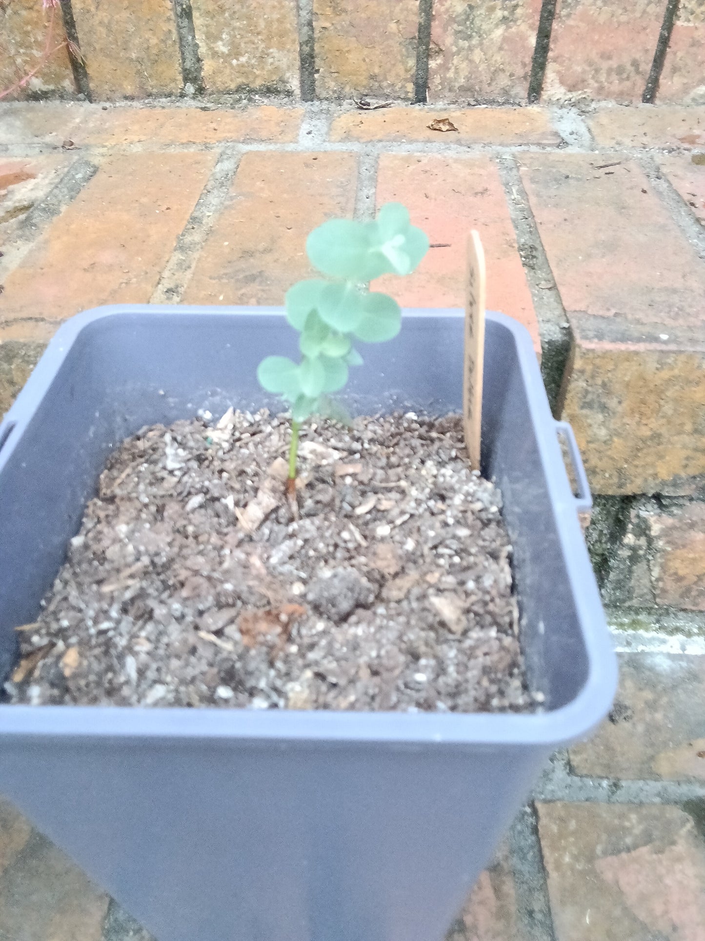 Silver Dollar Eucalyptus Starter Plant
Eucalyptus cinerea