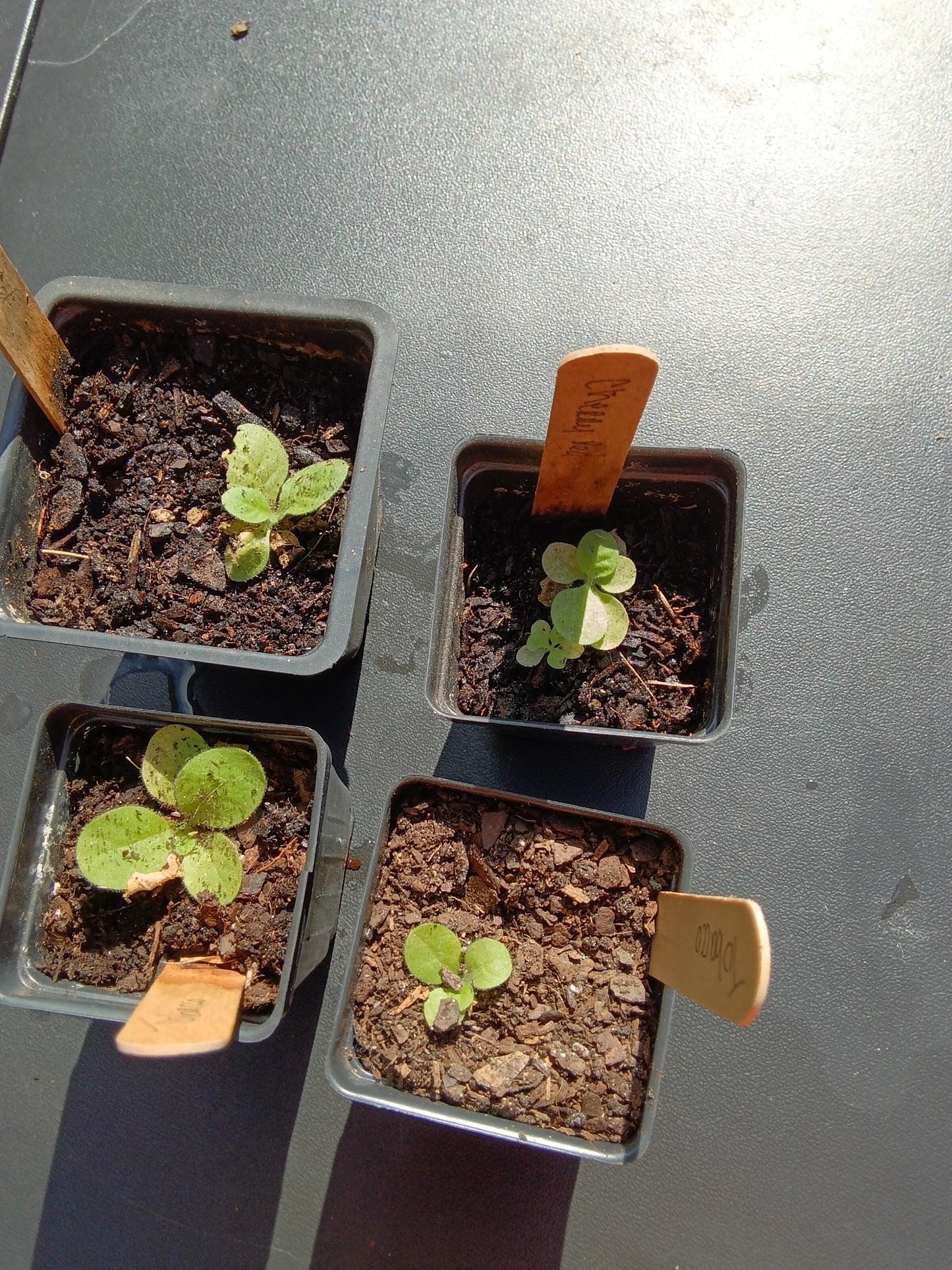 Cherry Red Tobacco Starter Plants – Heirloom Bright Leaf Variety  