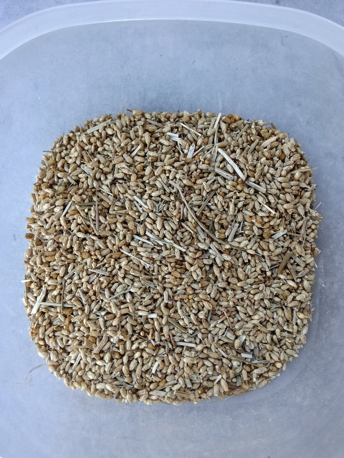 Dried yarrow